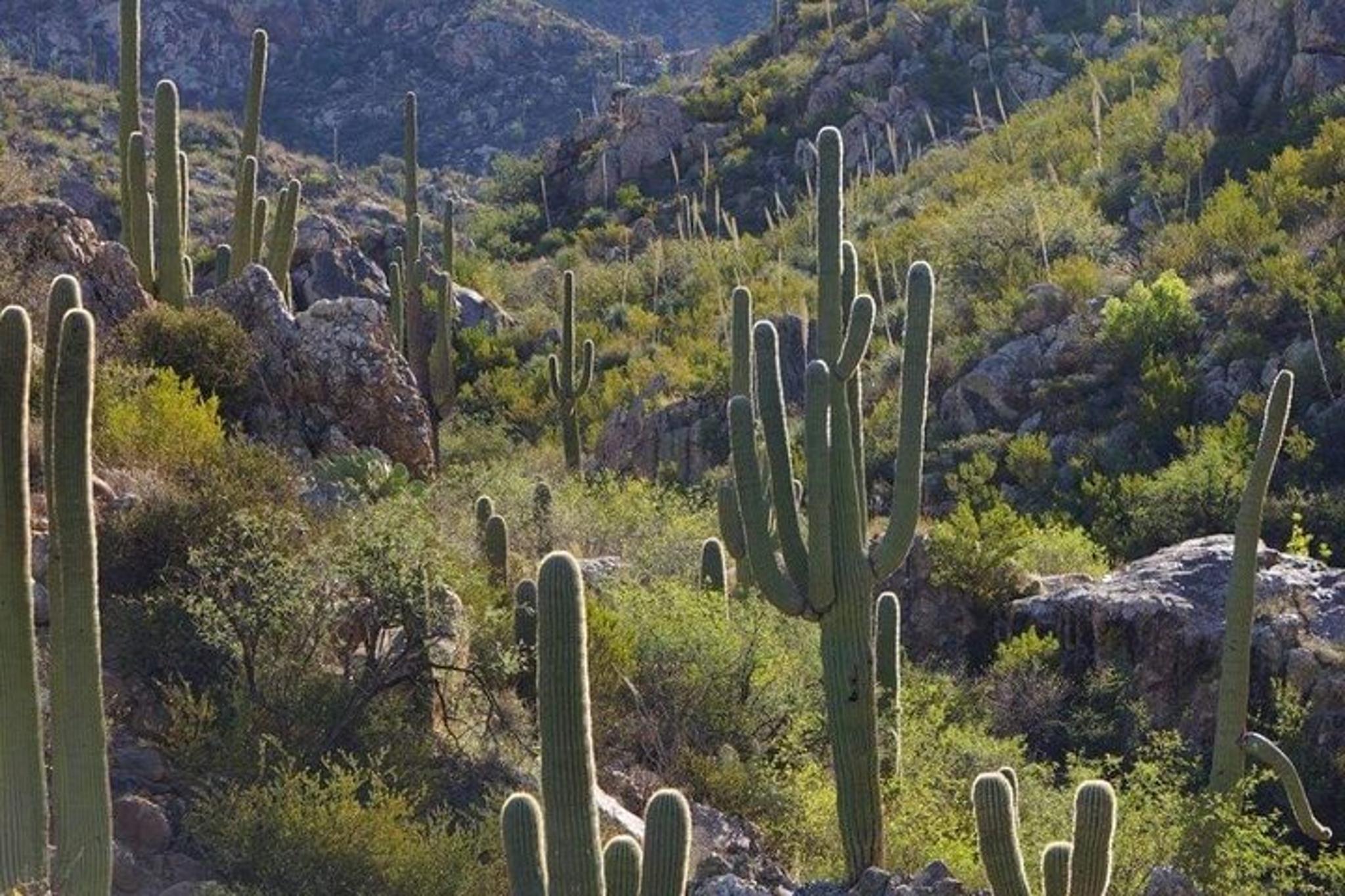 Sonoran Desert Exploration - Image 5