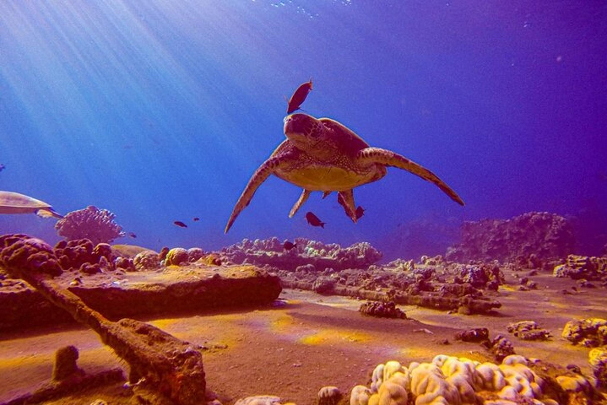 Maui Shore Dive - Image 2