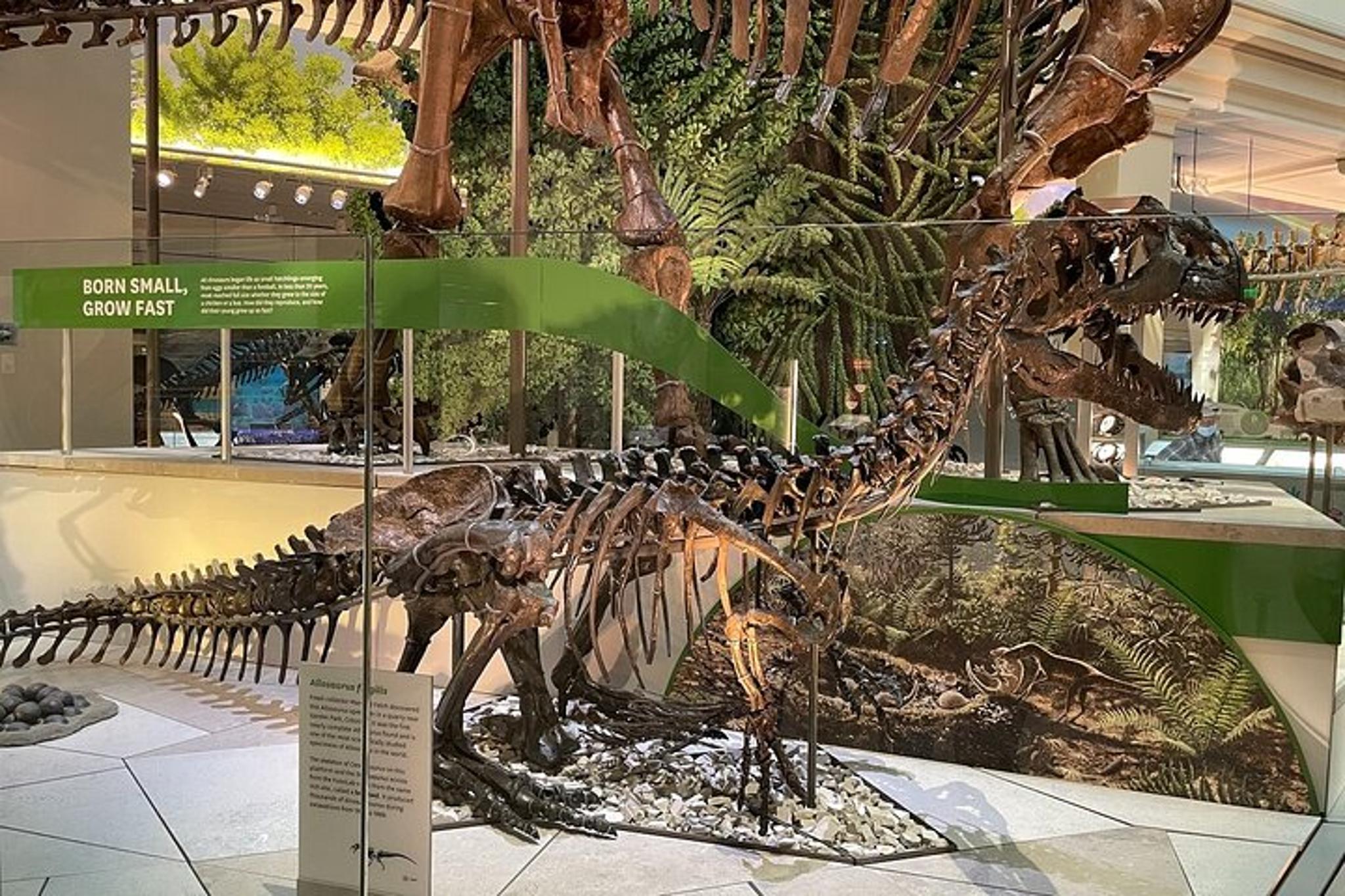 Washington D.C. Smithsonian Museum Chinese Guided Tour 1.5 hr - Image 4