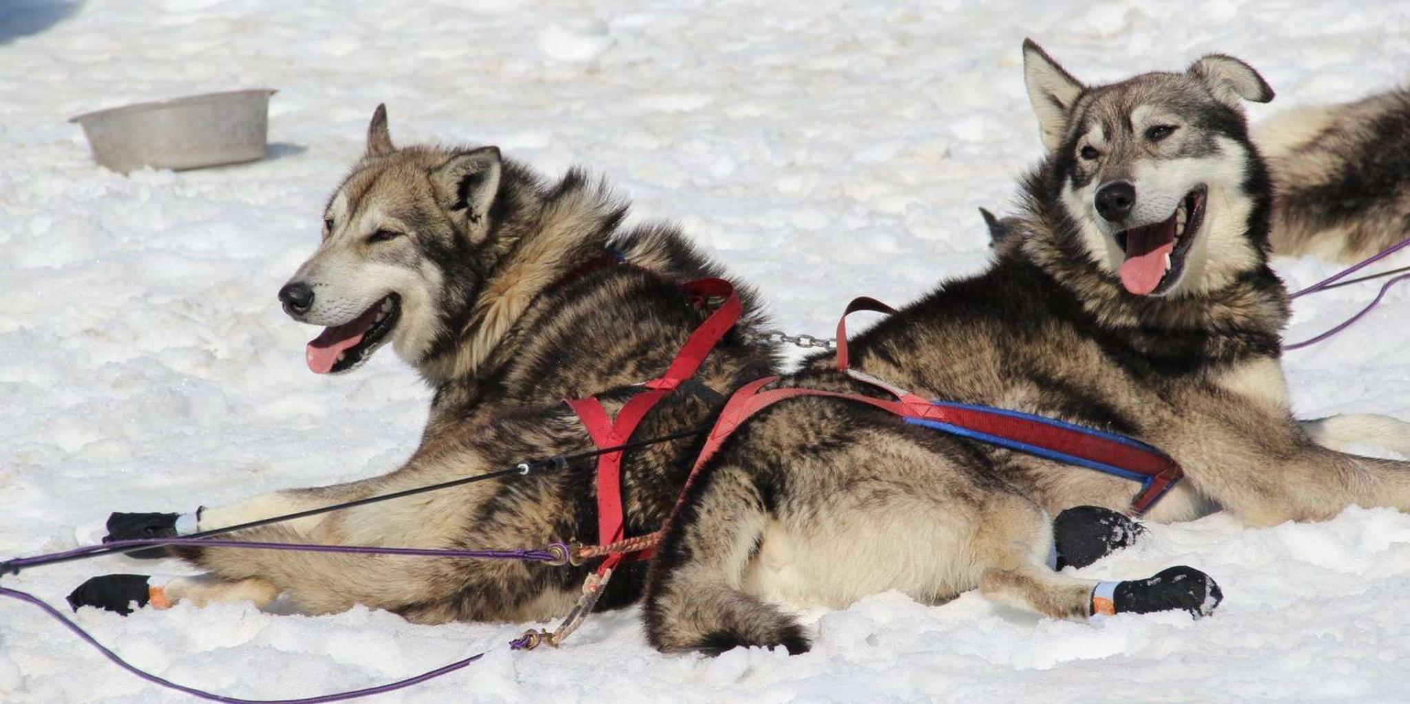 Knik Dog Sledding Tour - Image 2