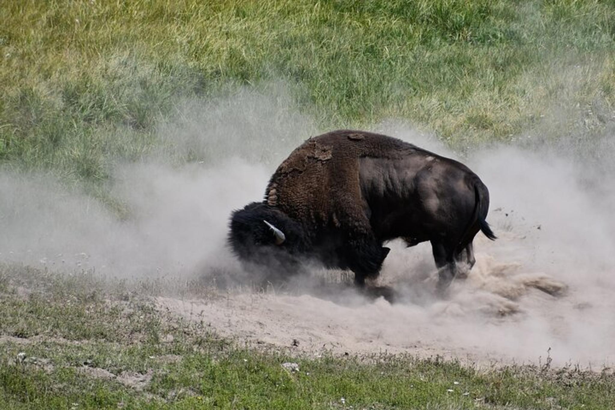 Yellowstone National Park Private Guided Tour - Image 1