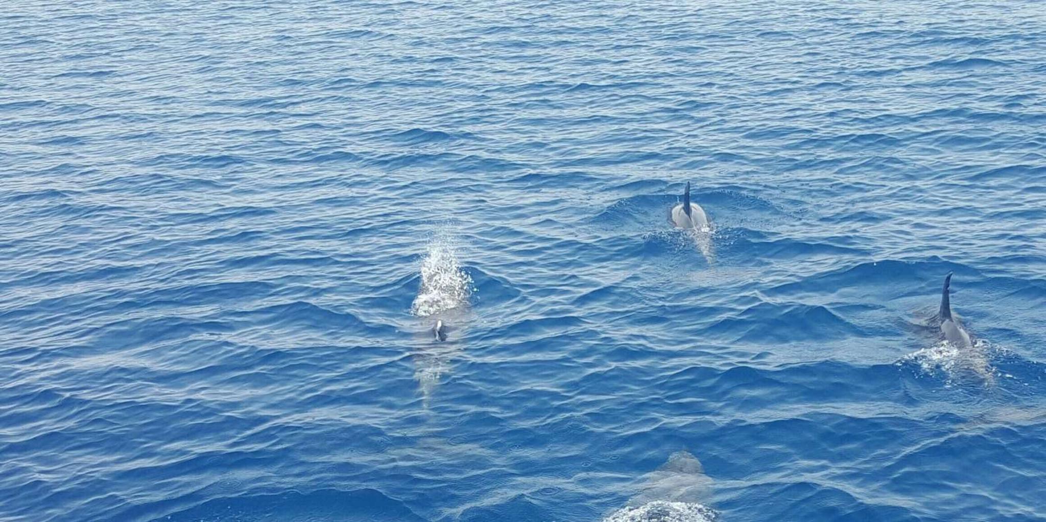 Key West Catamaran Dolphin Sail - Image 3