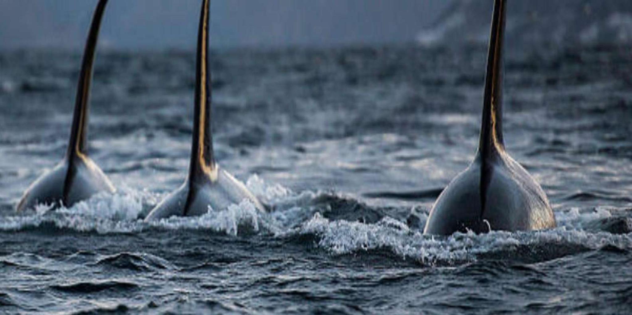 Hoonah Whale Watching Tour - Image 2