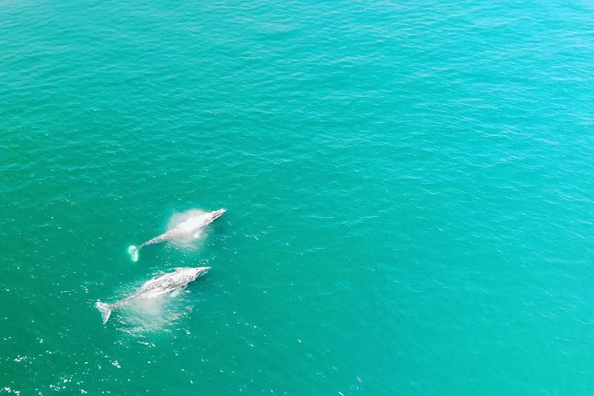 Dana Point Whale and Dolphin Watching Tour