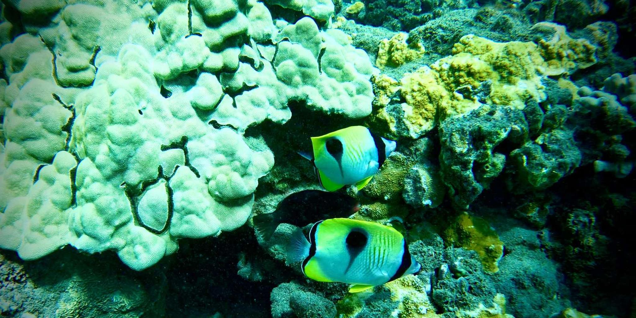 Maui Turtle Town Snorkeling Tour with Marine Biologist - Image 4