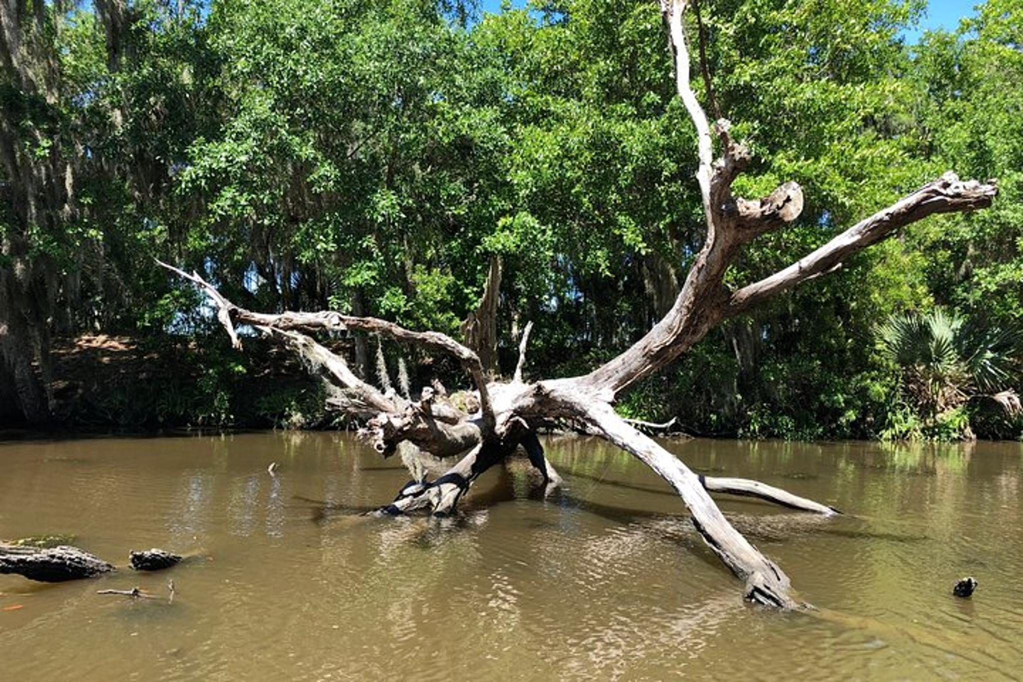 New Orleans City and Swamp Combo Tour - Image 6