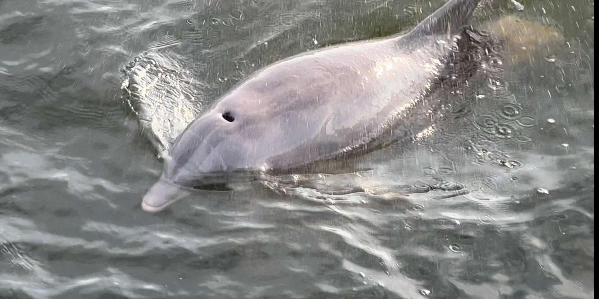 Pensacola Beach Dolphin Sightseeing Tour