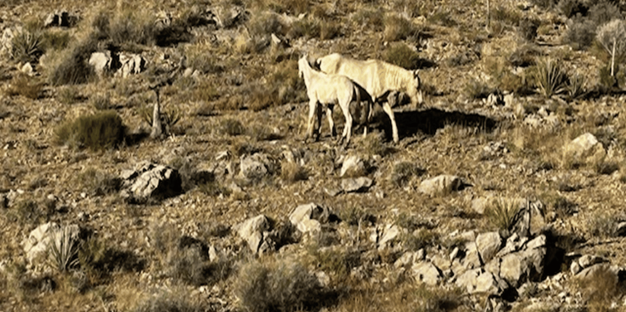 Las Vegas Desert RZR Adventure with Pioneer Saloon Lunch - Image 6