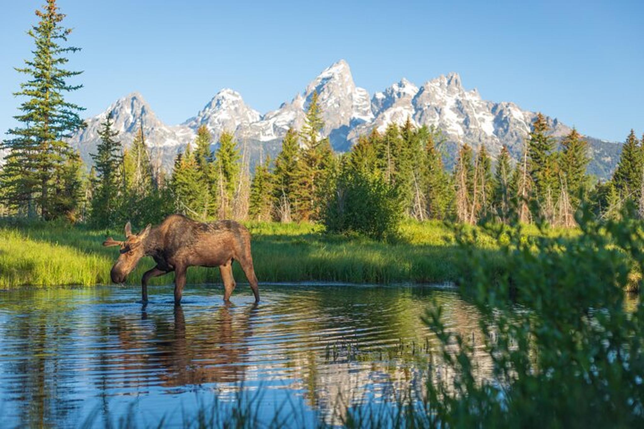Grand Teton Adventure 8-Hour Tour