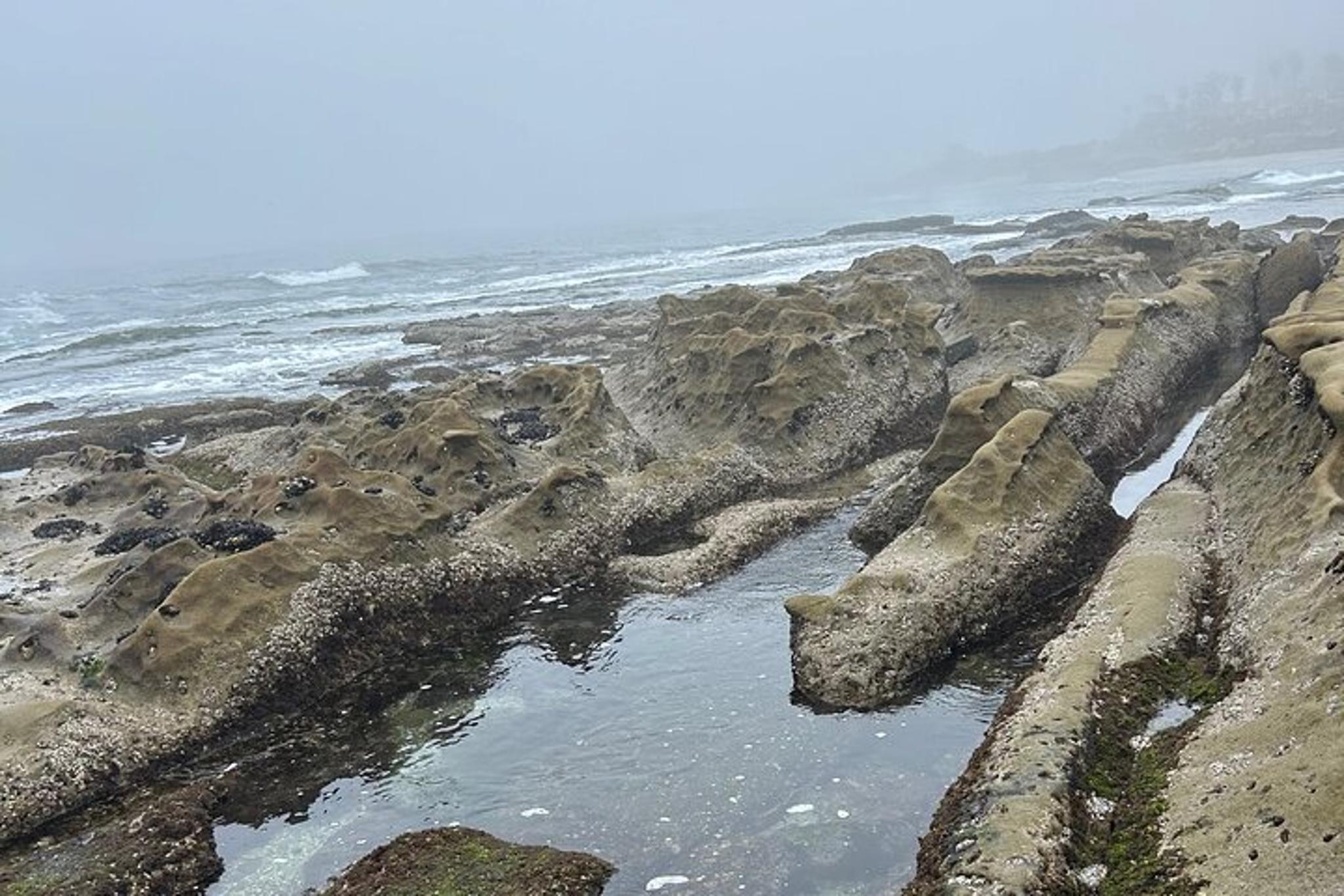 San Diego Tide Pool Tour - Image 4