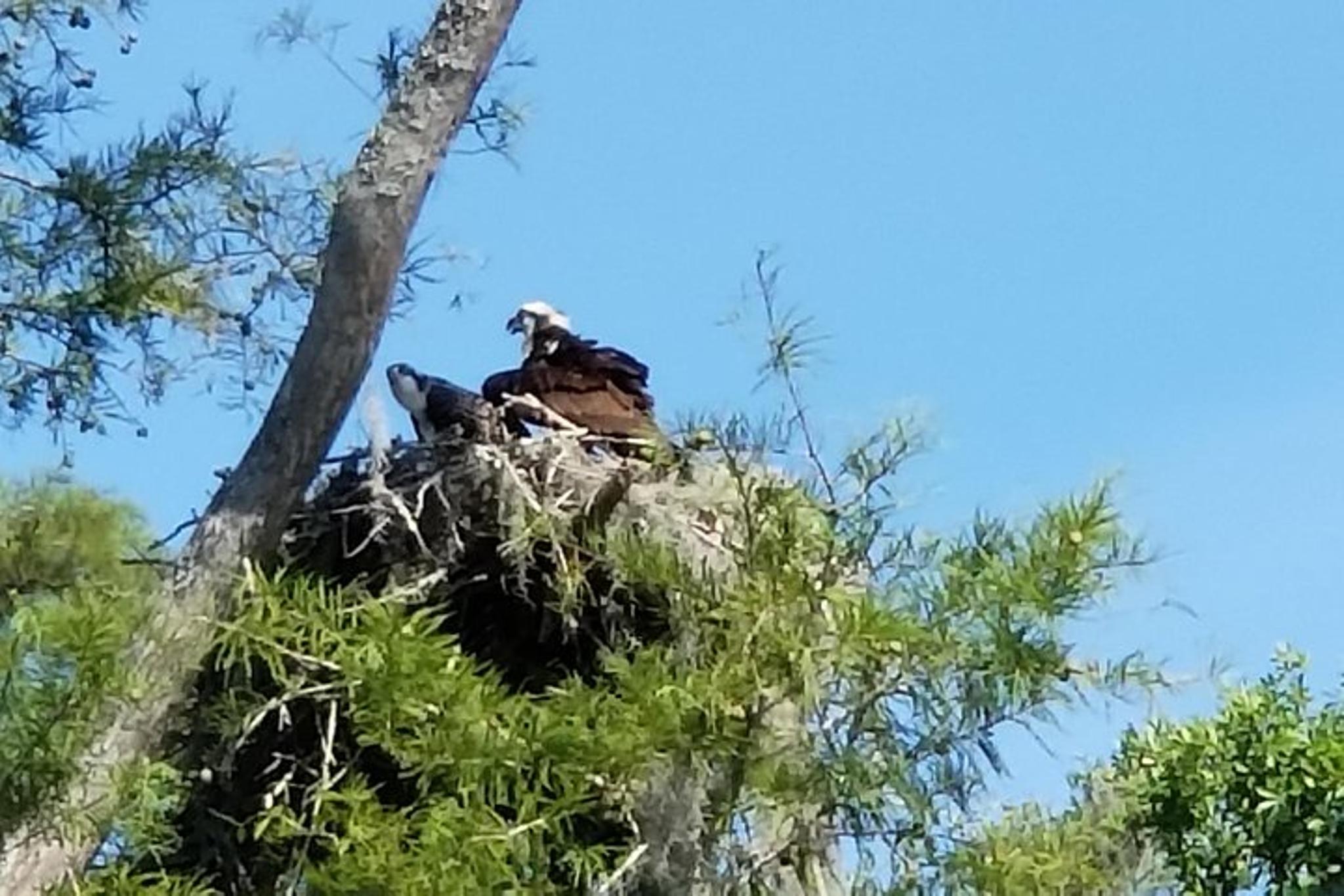 Waccamaw River Nature and Wildlife Tour 2 hr - Image 2