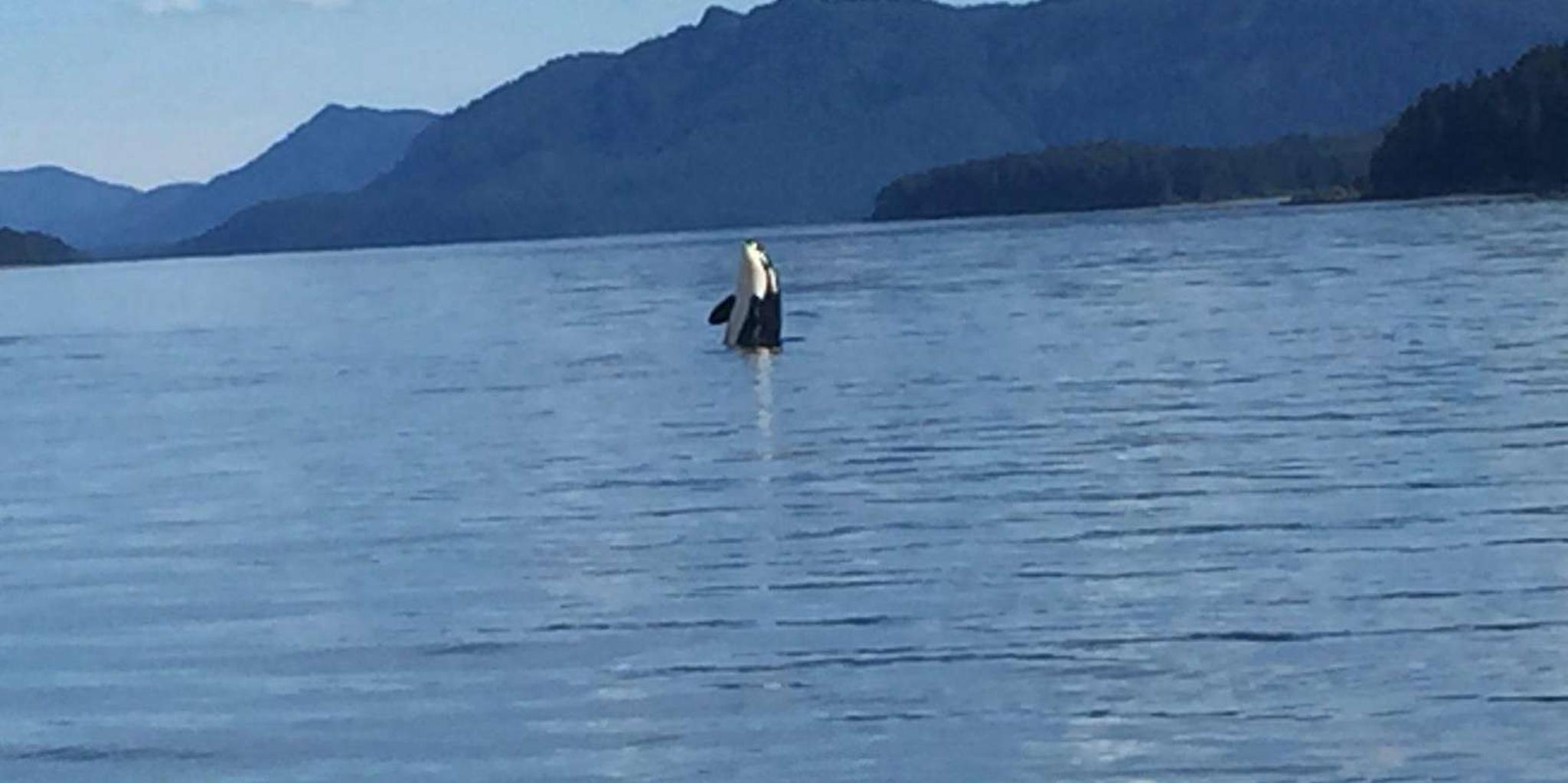 Hoonah Whale Watching and Fishing Tour - Image 4