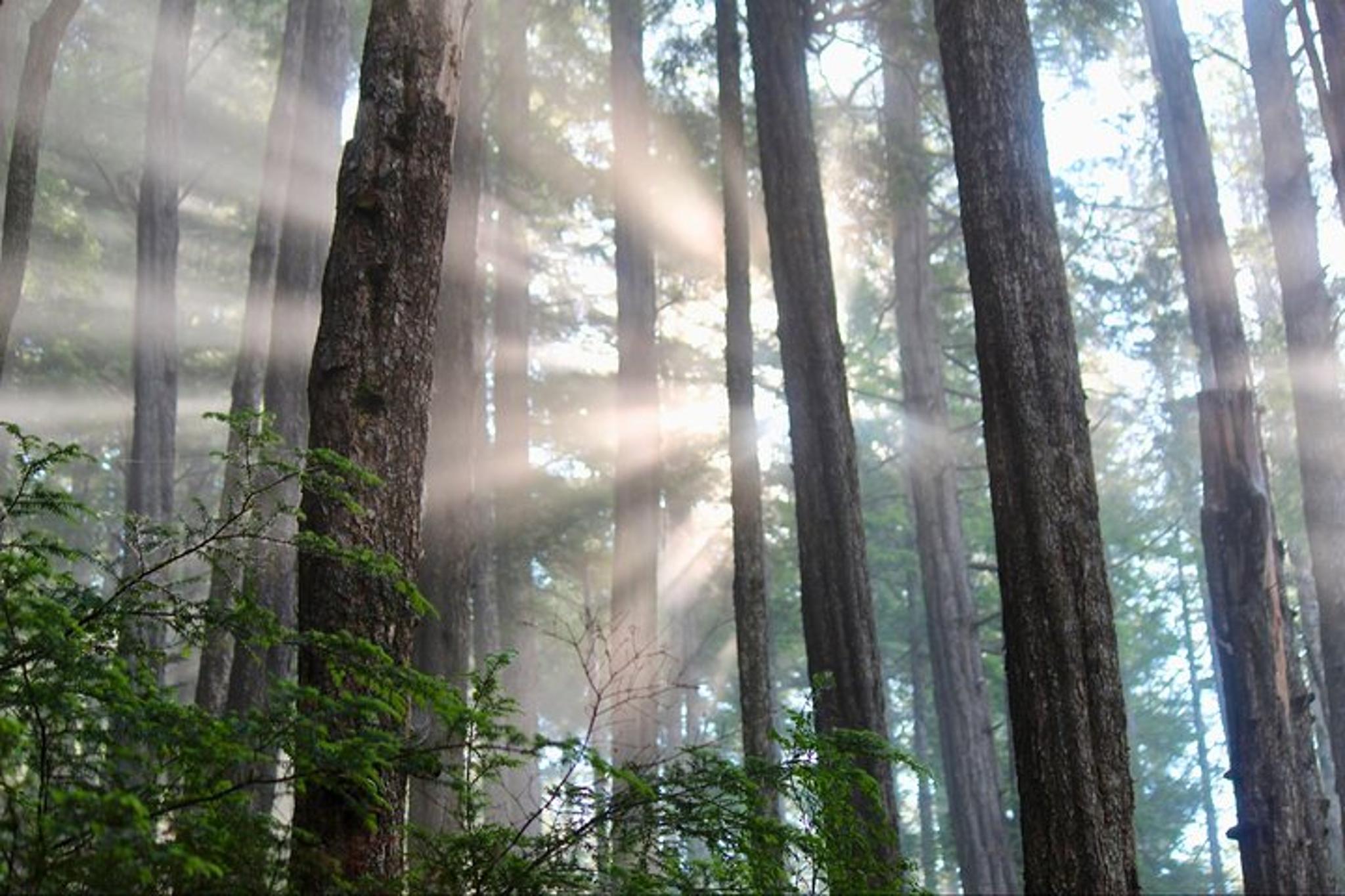 Sitka Tongass National Forest Guided Hike 2 hr - Image 6