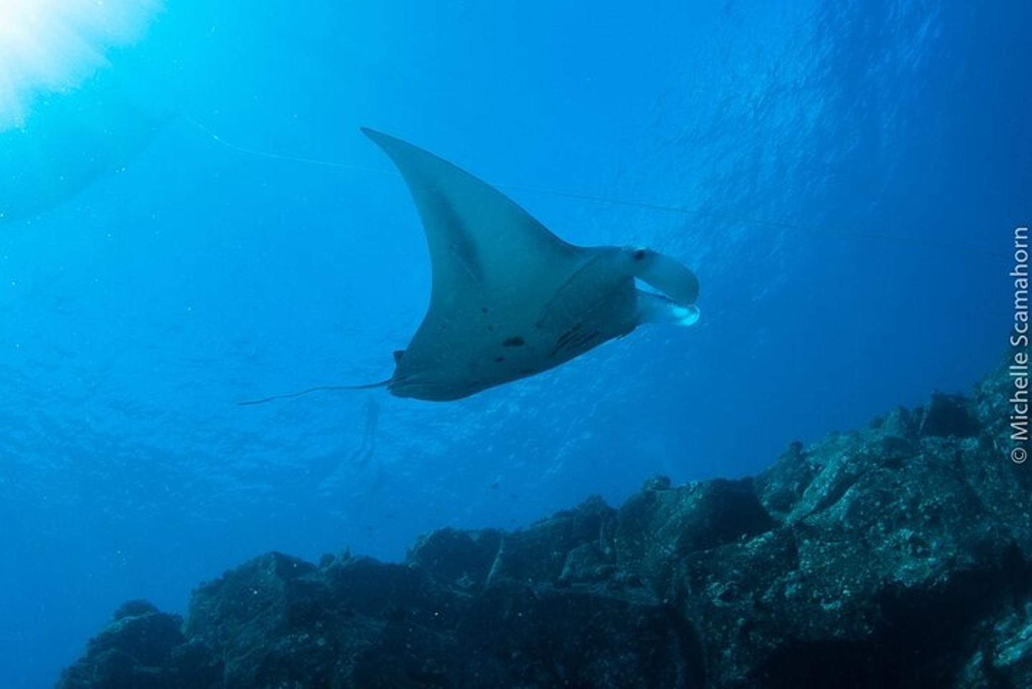 Ni'ihau Scenic Snorkel Tour - Image 2