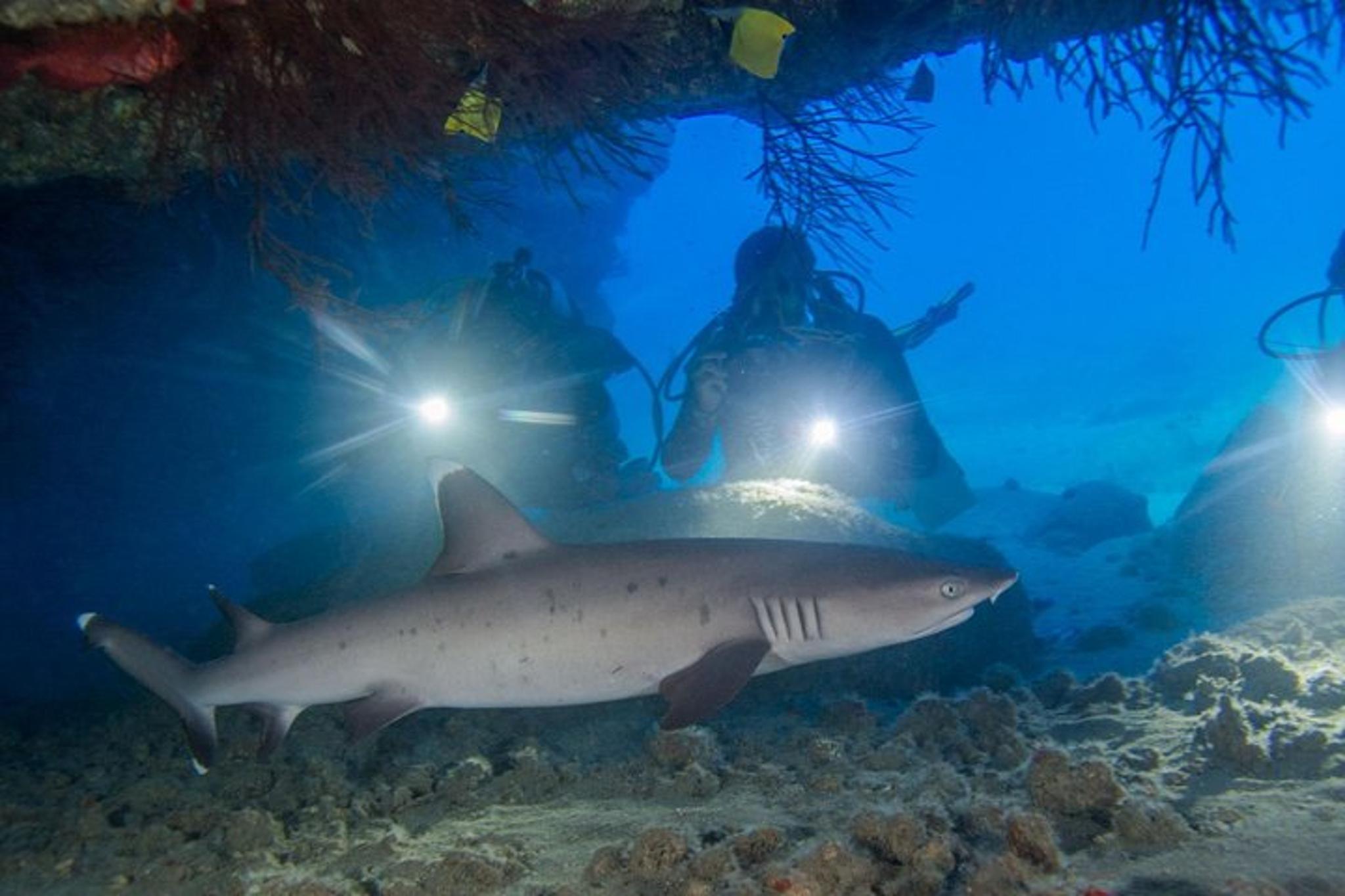 Kauai Dive Boat Adventure for Certified Divers - Image 3