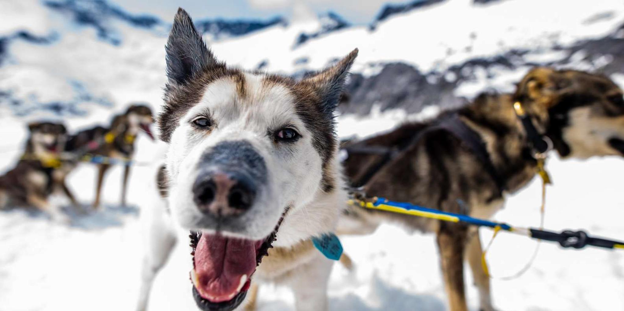 Juneau Helicopter Dogsledding on Herbert Glacier - Image 6