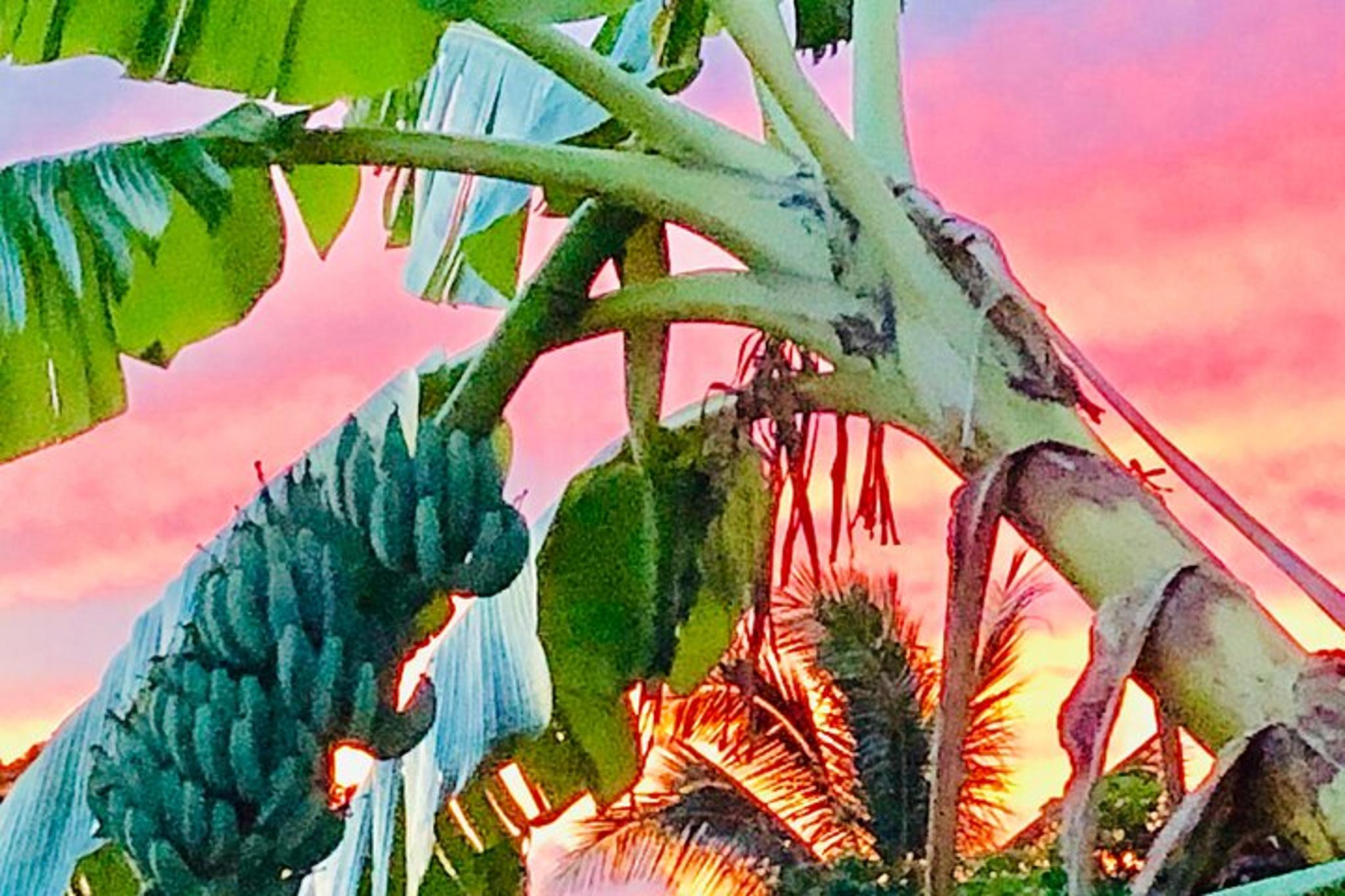 Oahu Surf Lessons on the North Shore - Image 5