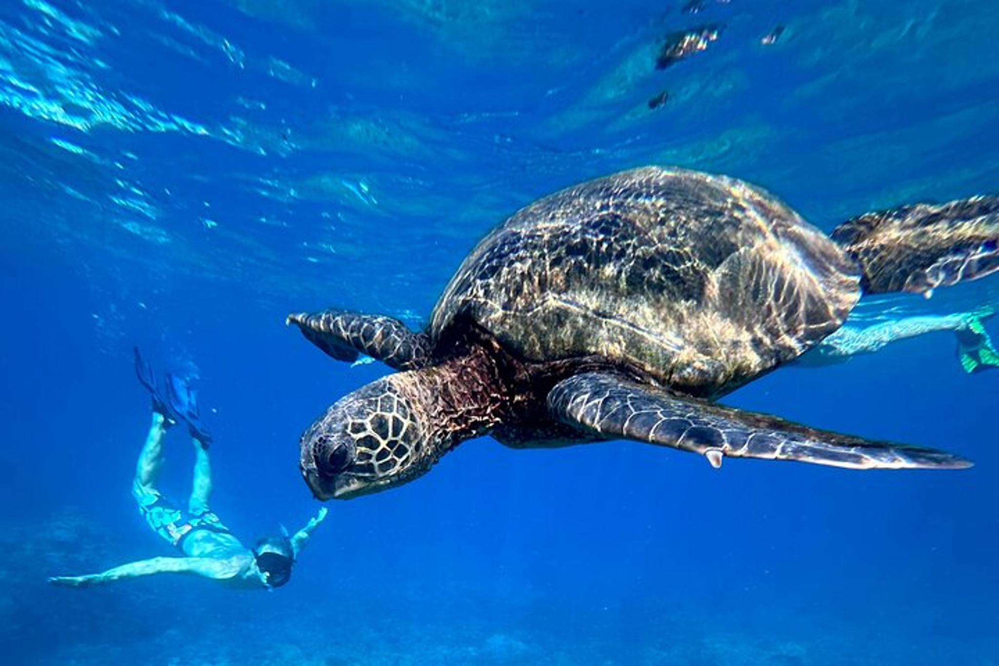 Maui Snorkeling Tour with Photos 2.5 hr - Image 3