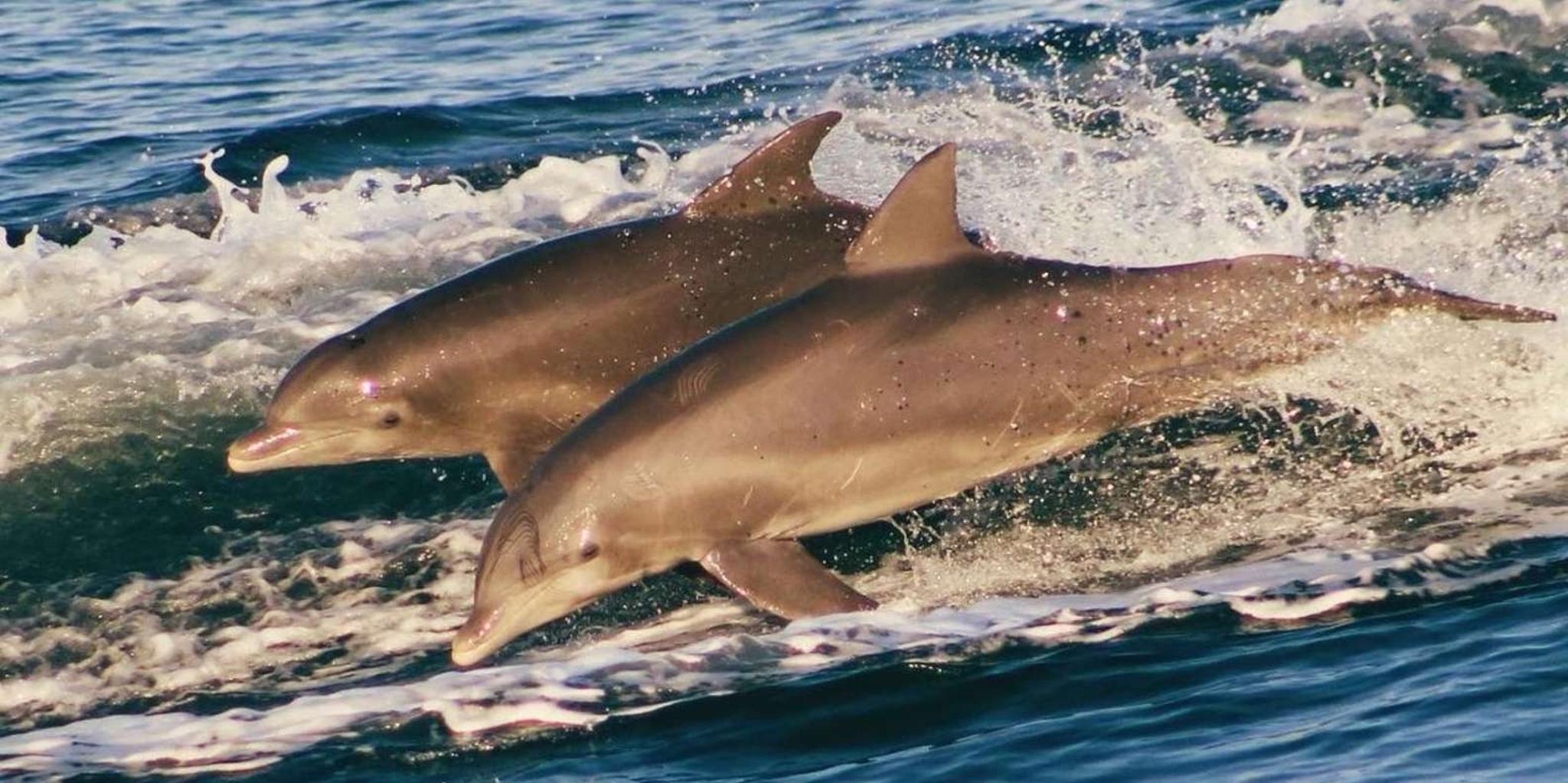 Panama City Dolphin Watching and Snorkeling Tour - Image 3