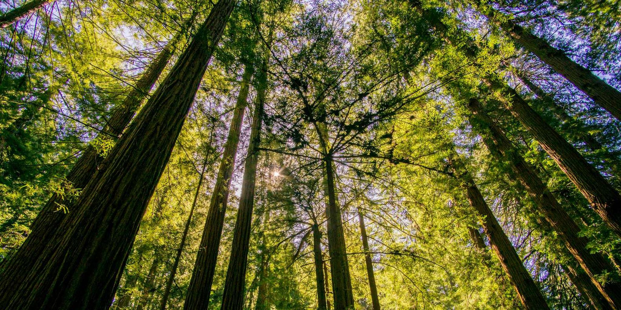 San Francisco Muir Woods and Sausalito Tour - Image 3