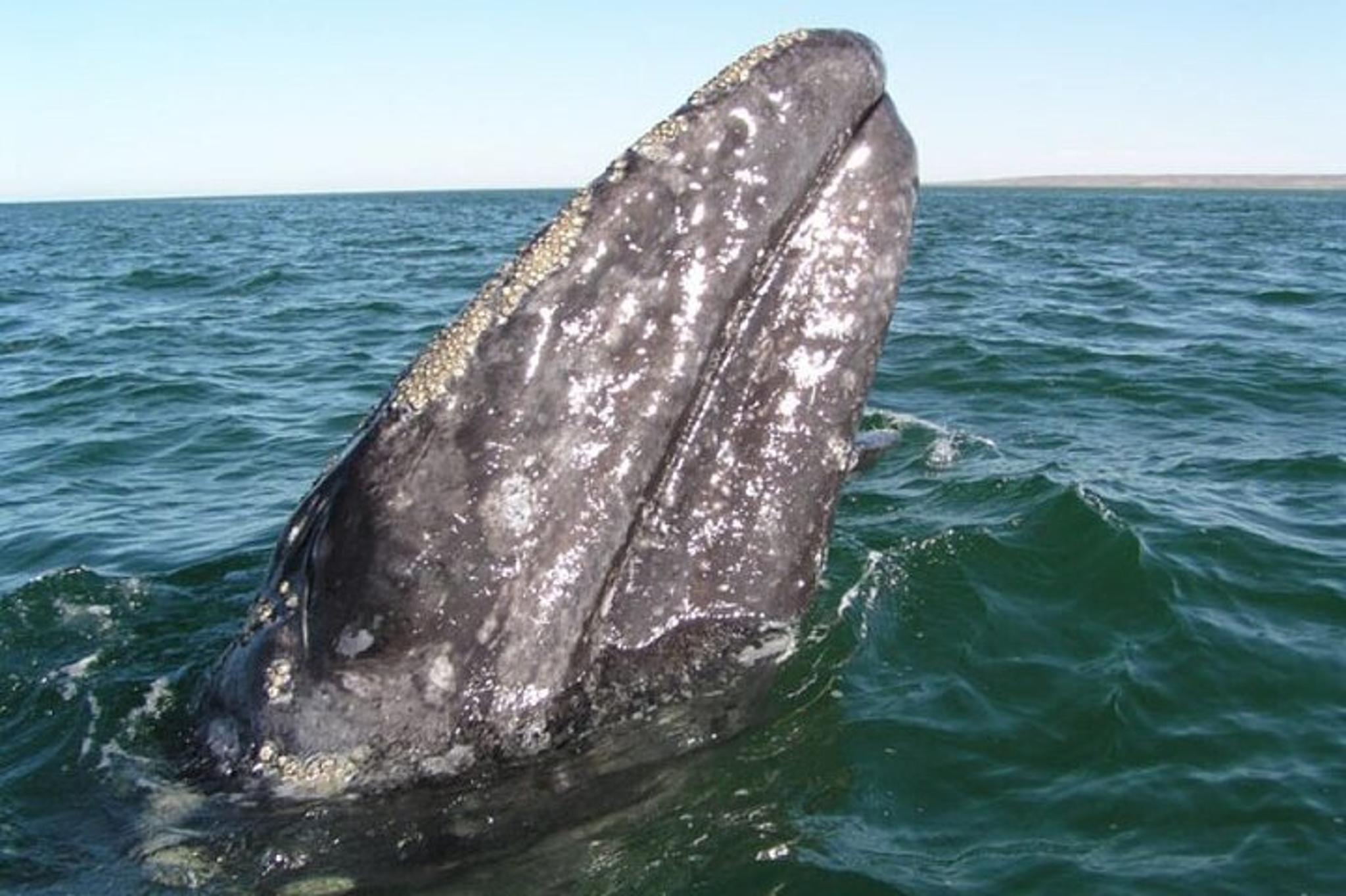 Santa Barbara Whale and Wildlife Yacht Cruise - Image 5