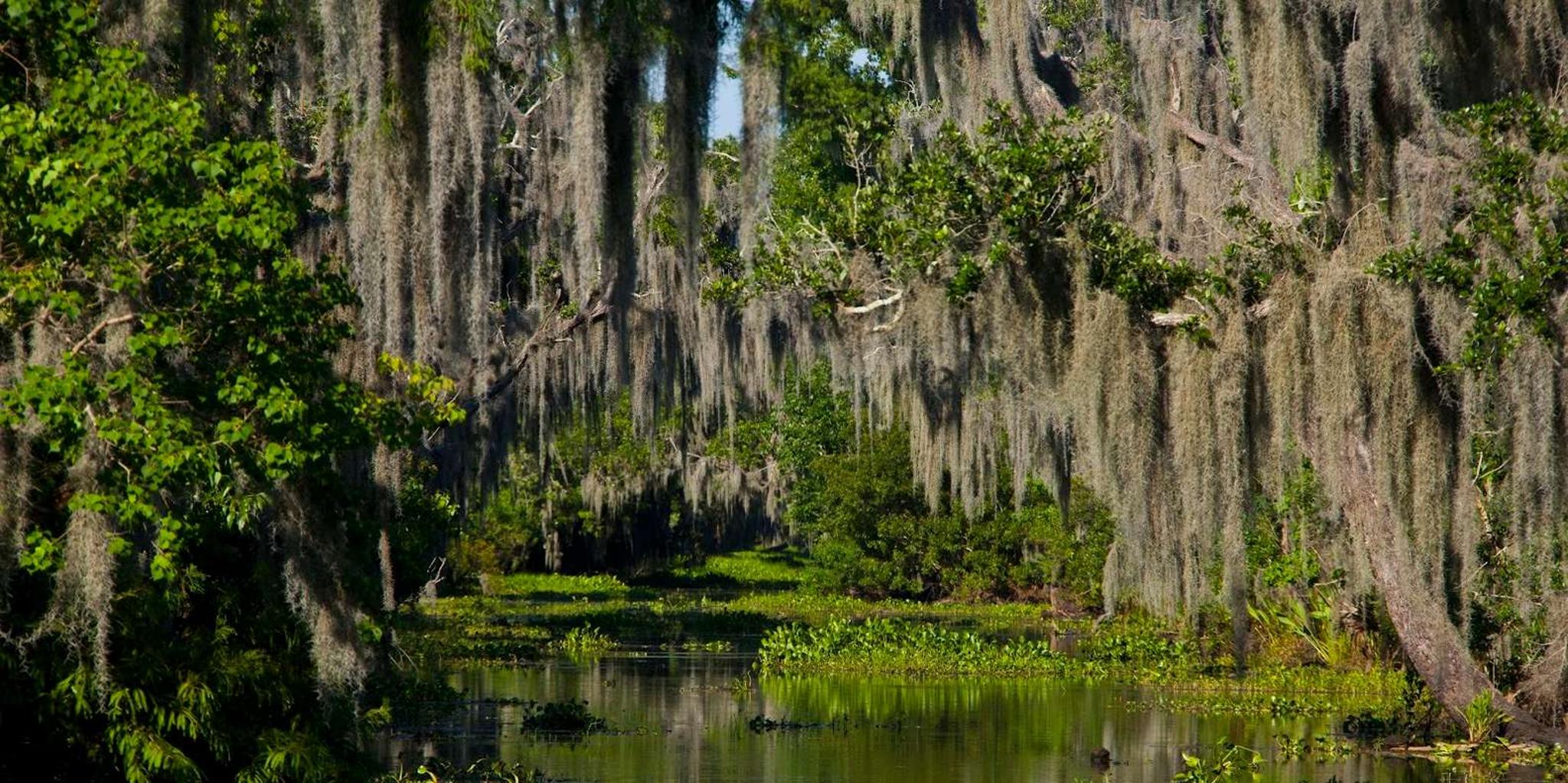 New Orleans Airboat Swamp Tour