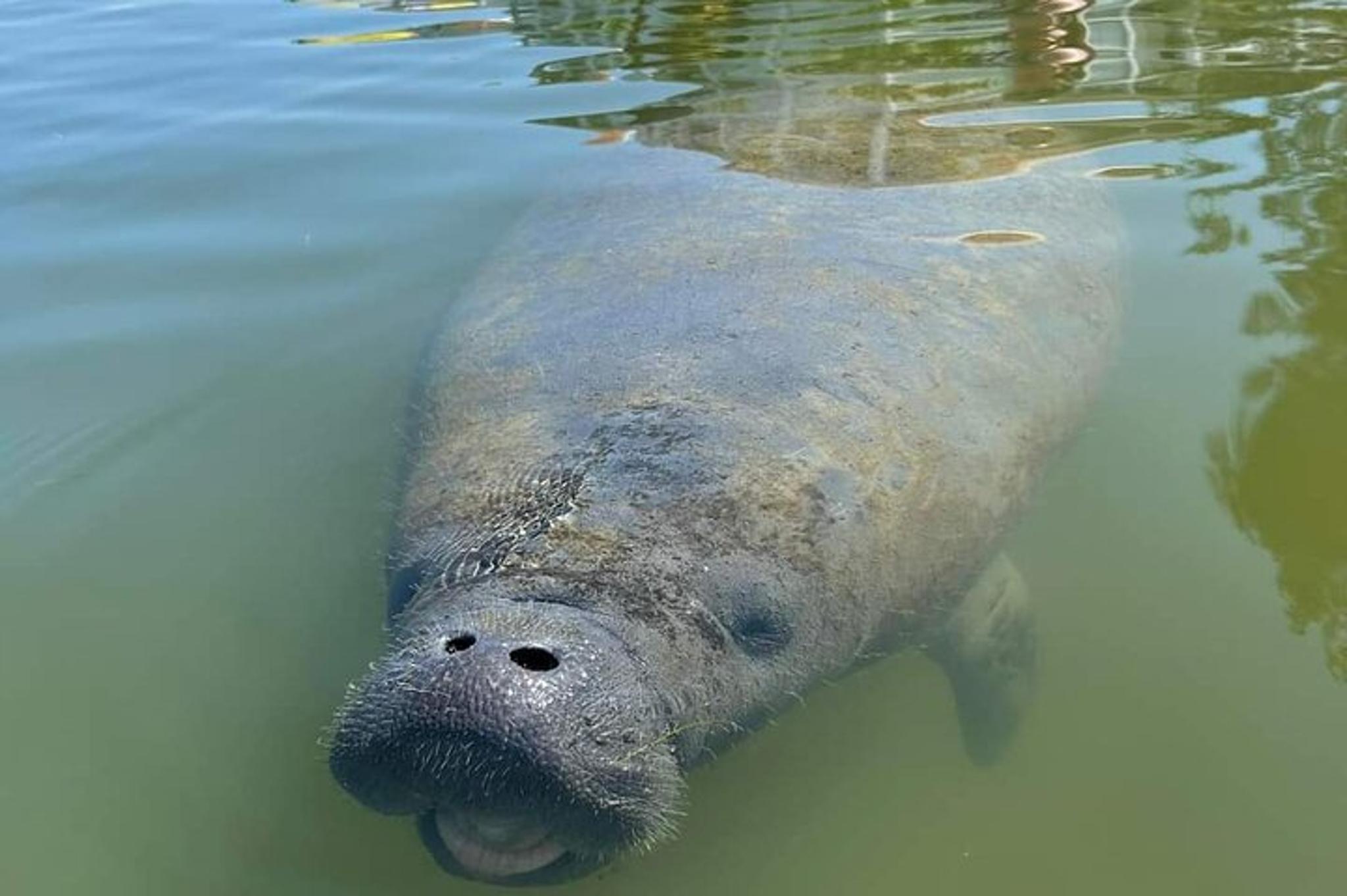 Cocoa Beach Self-Guided Kayaking Tour - Image 1