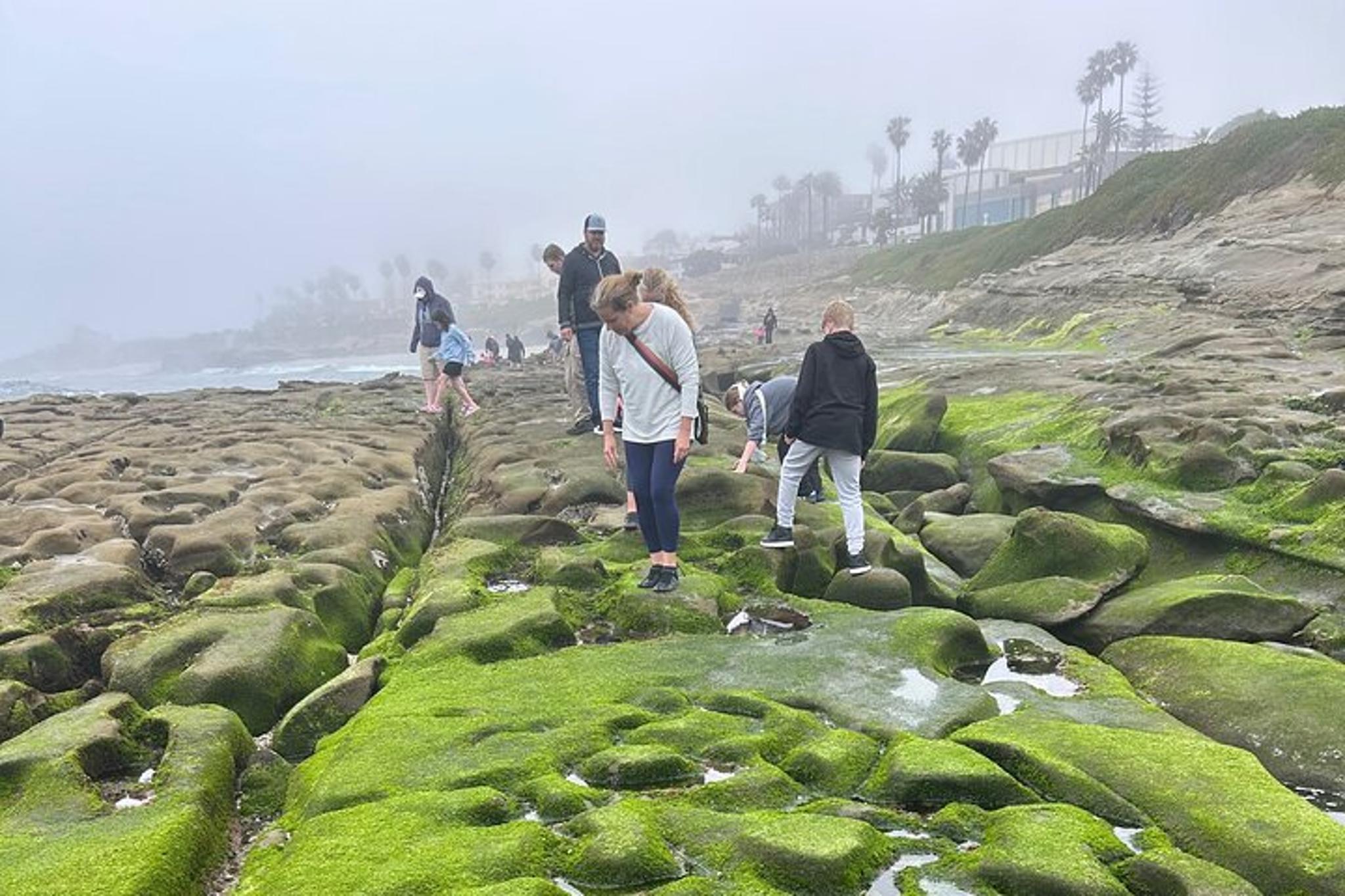 San Diego Tide Pool Tour - Image 2