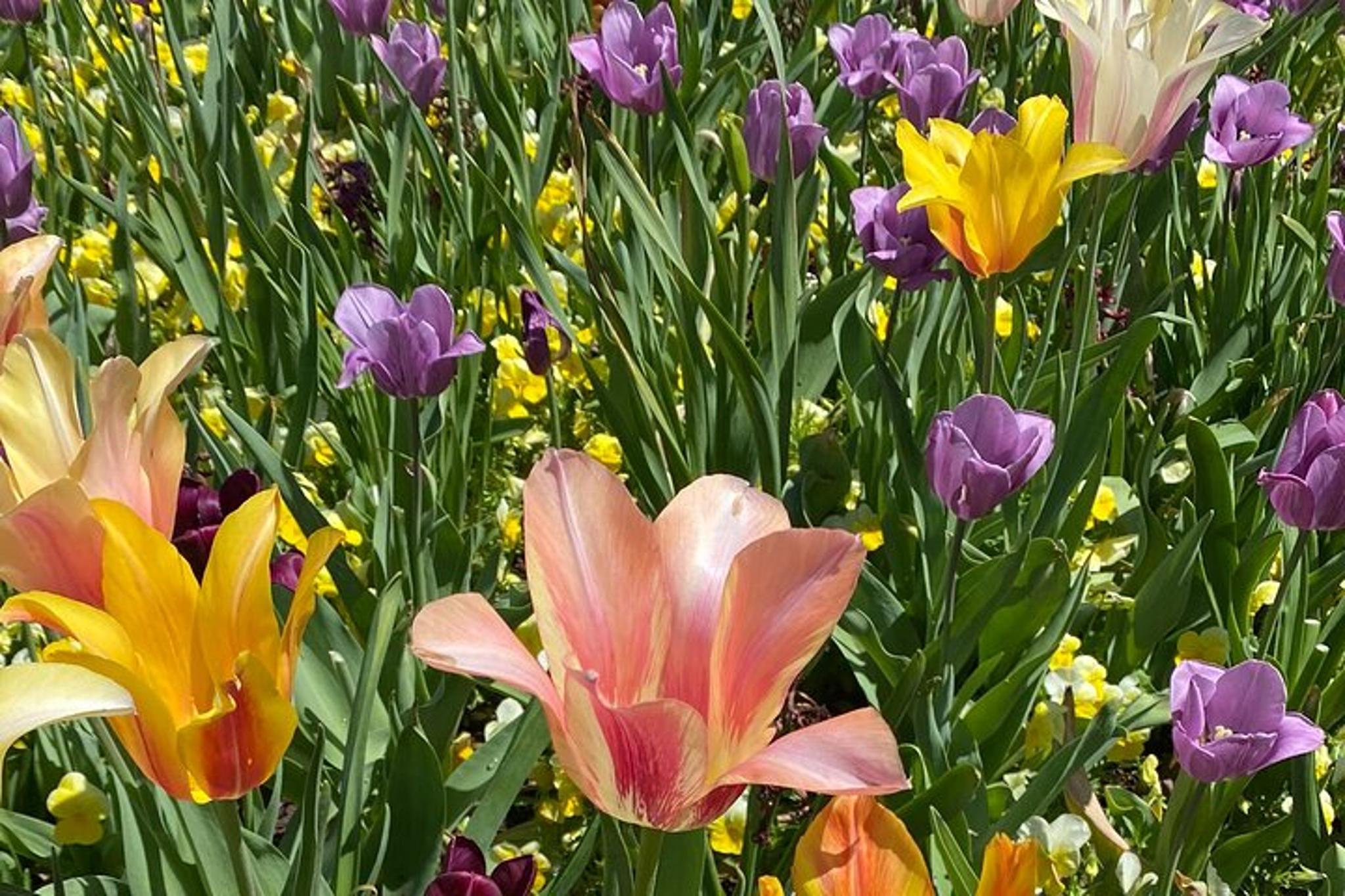 Dallas Highlights & Arboretum Tour - Image 5