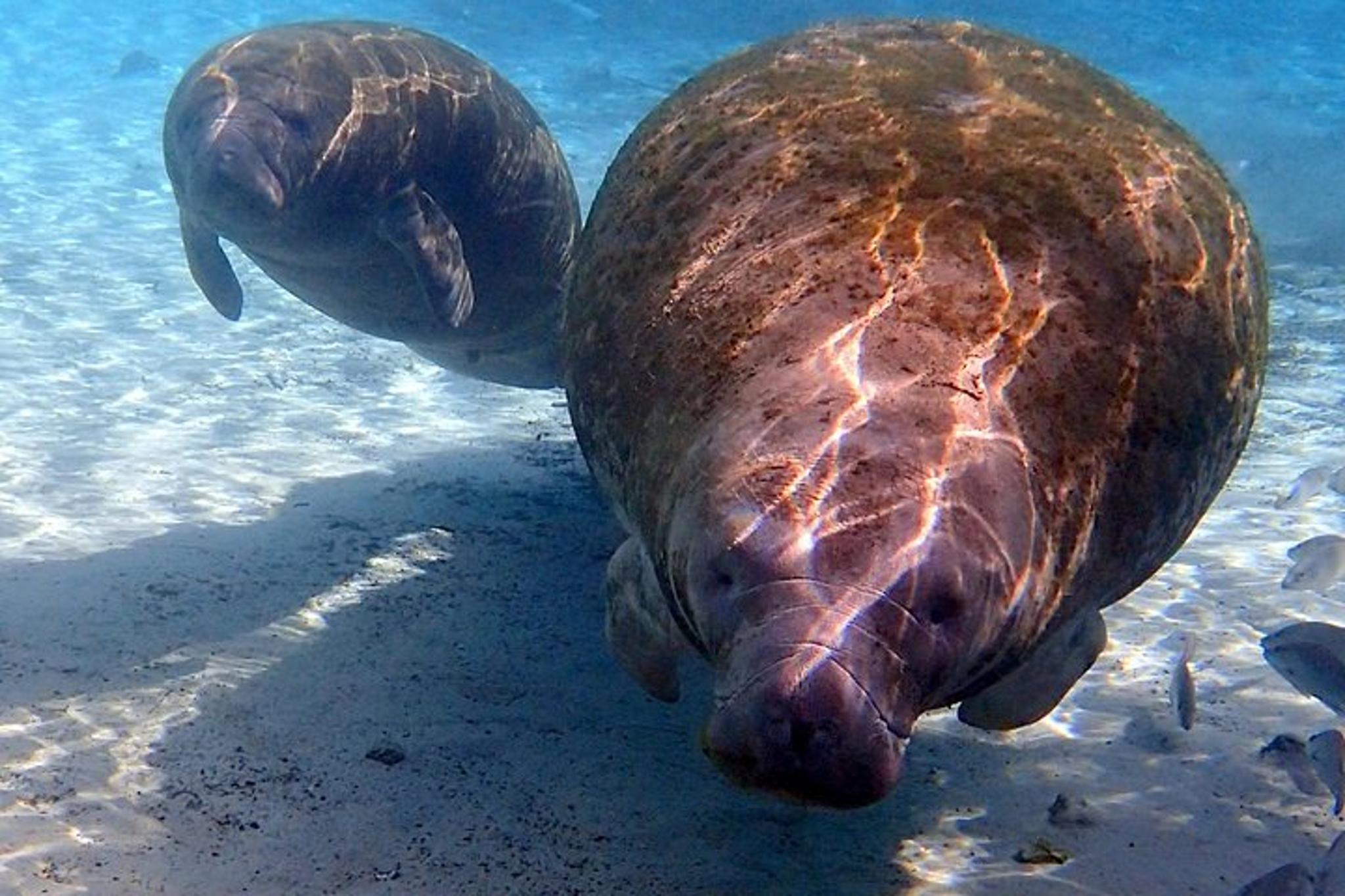 Crystal River Manatee Snorkel Tour - Image 3