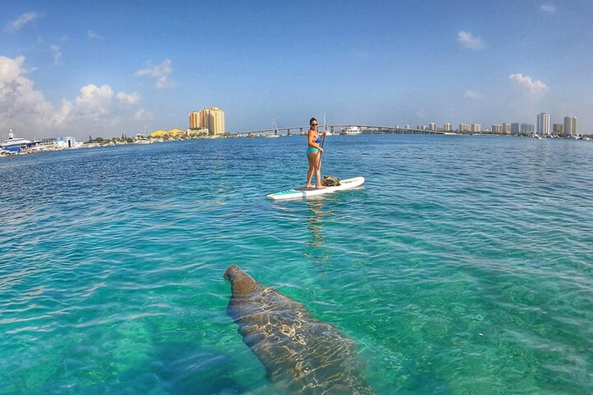 Peanut Island Paddle Boarding Tour - Image 2