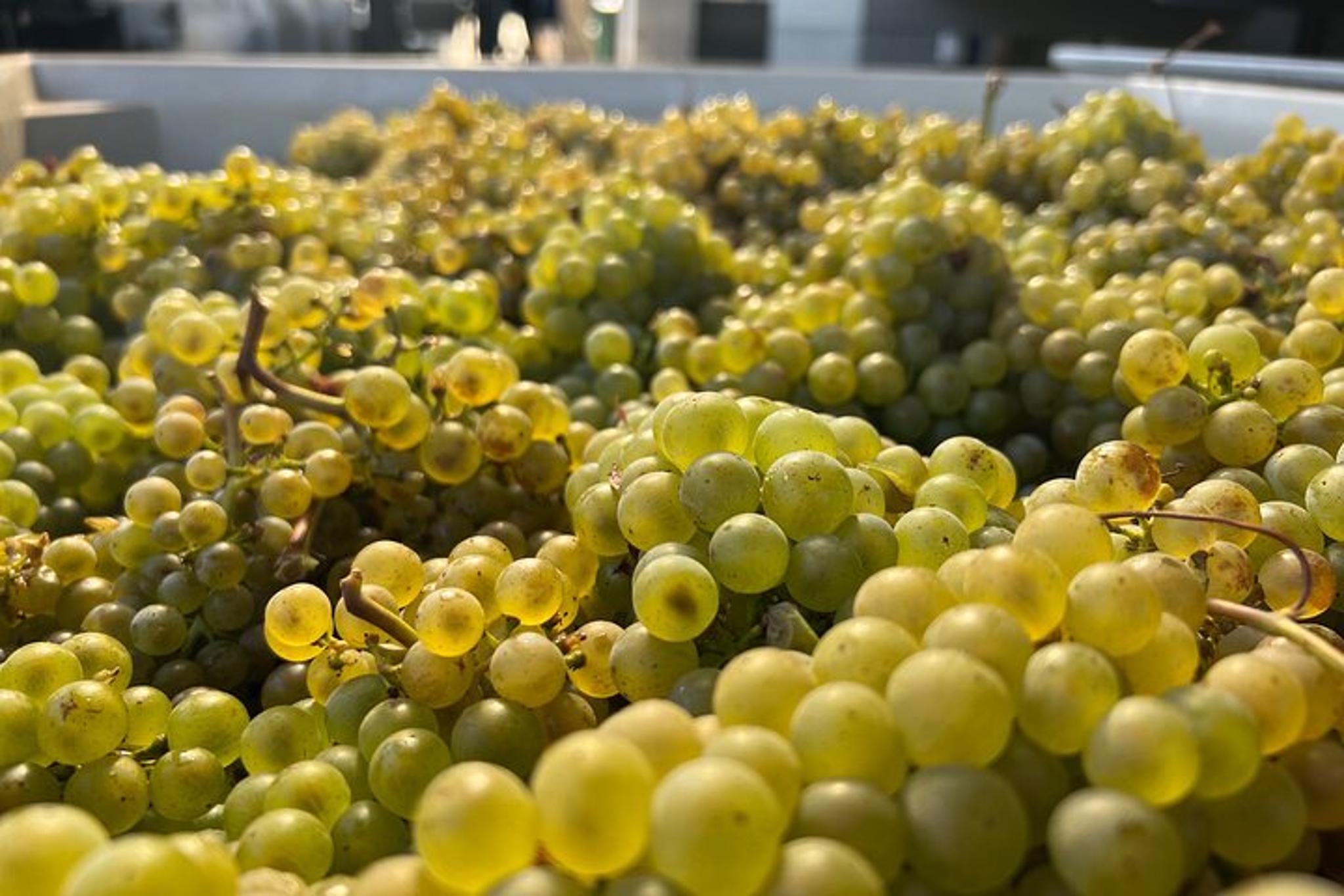 Willamette Valley Wine Tour from The Allison Inn - Image 1