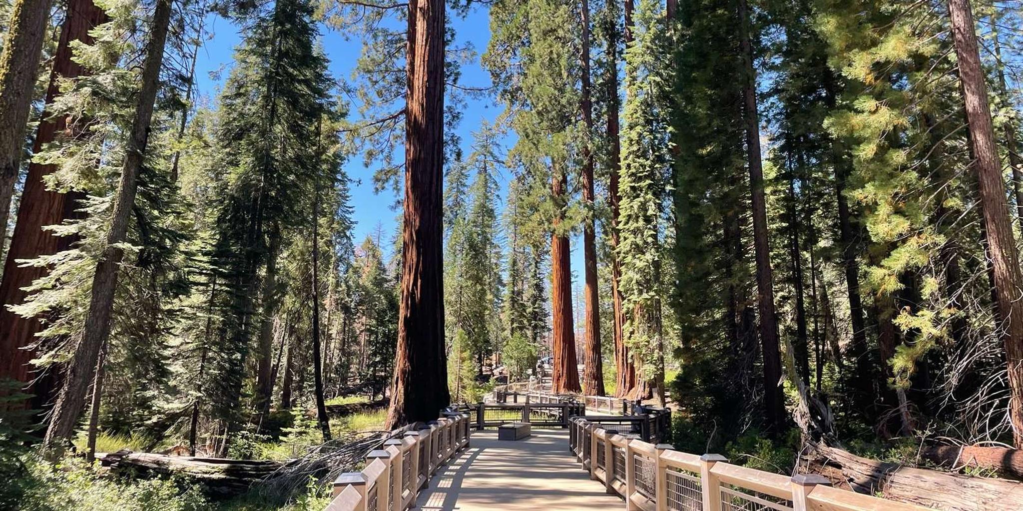 Yosemite National Park & Giant Sequoias Tour from San Francisco - Image 6