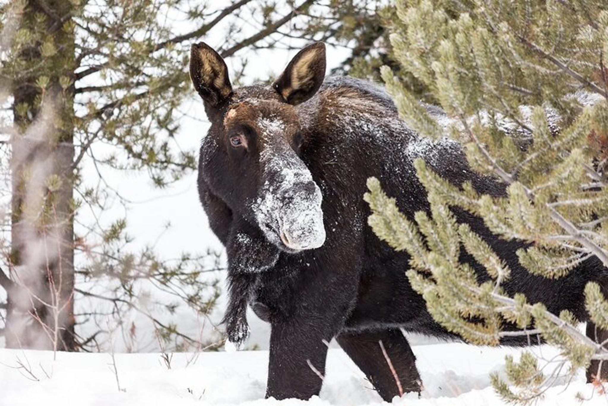 Yellowstone Winter Adventure - Image 3