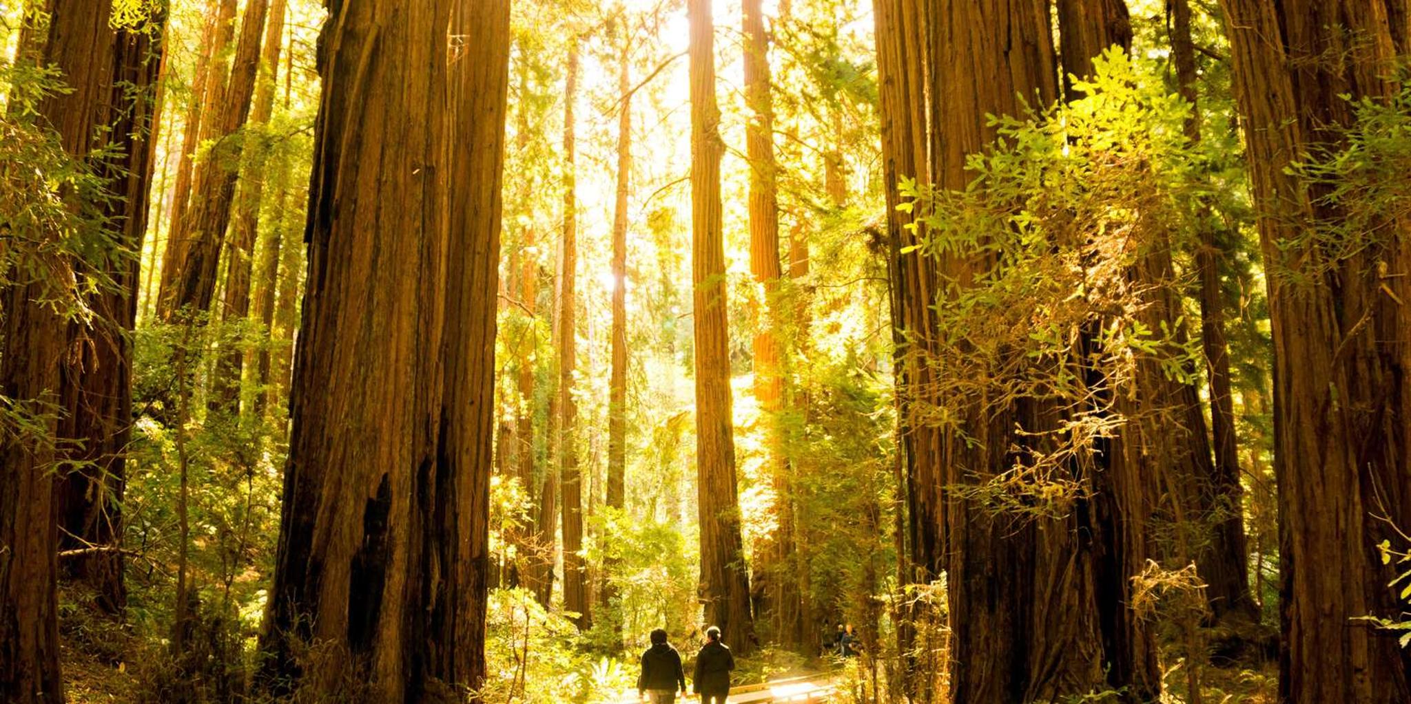 San Francisco Hop-On Hop-Off and Muir Woods Tour