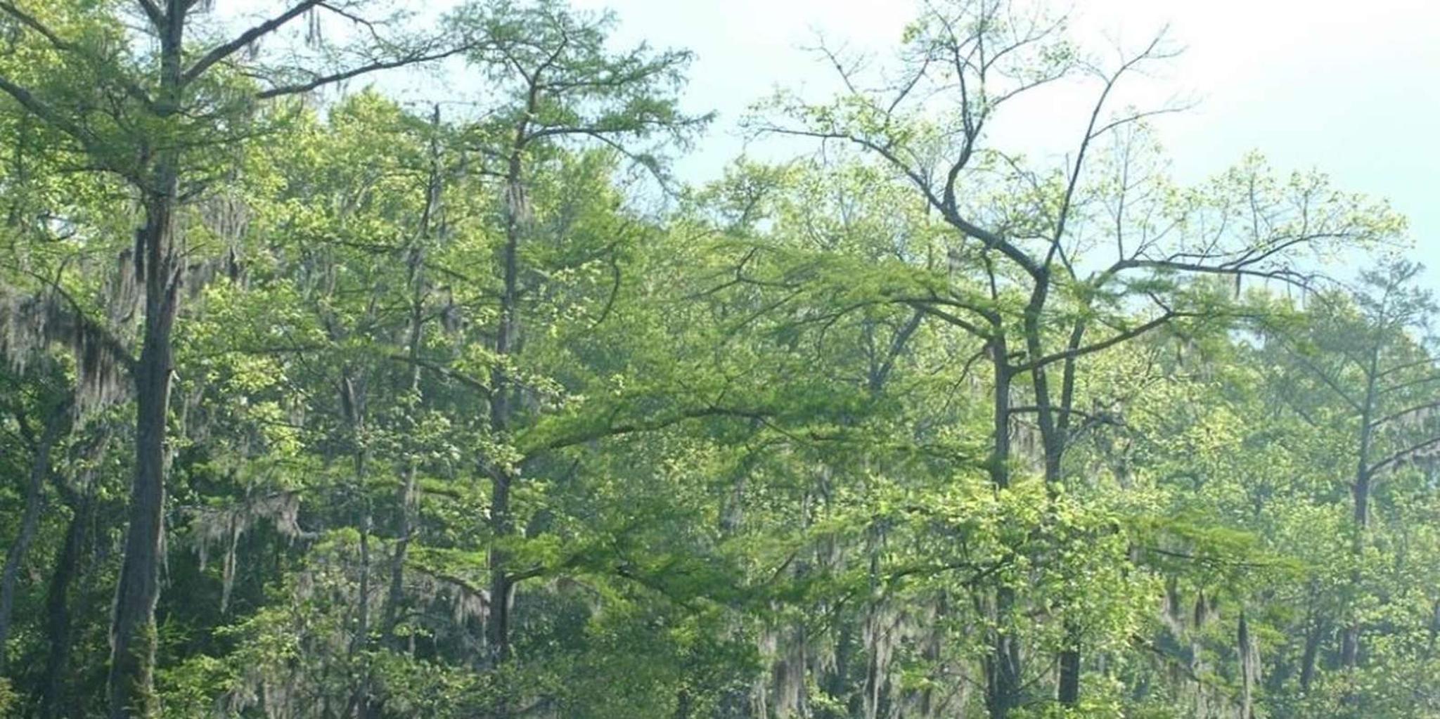New Orleans Honey Island Swamp Tour - Image 5