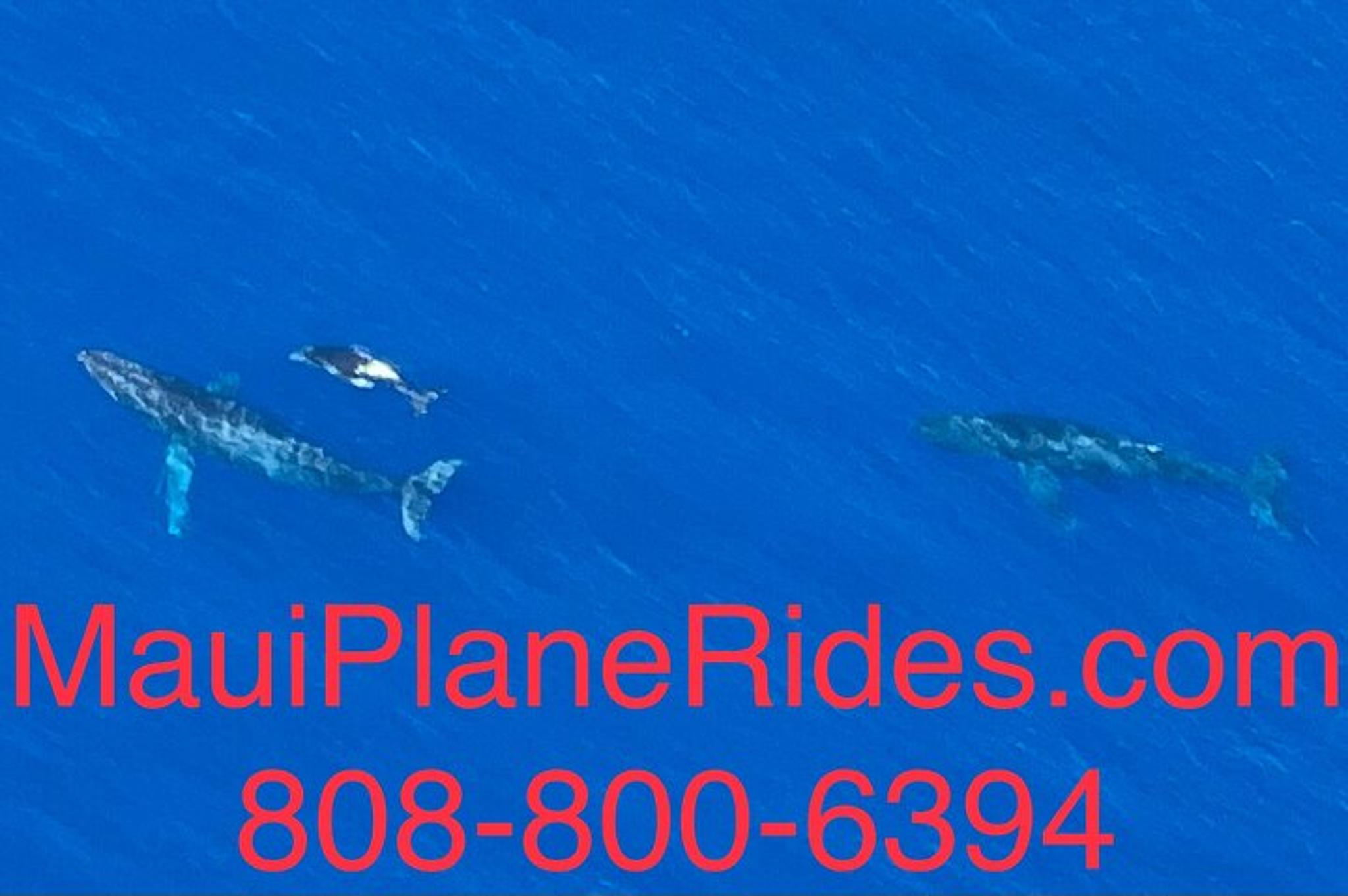 Maui Whale Watching Air Tour - Image 5