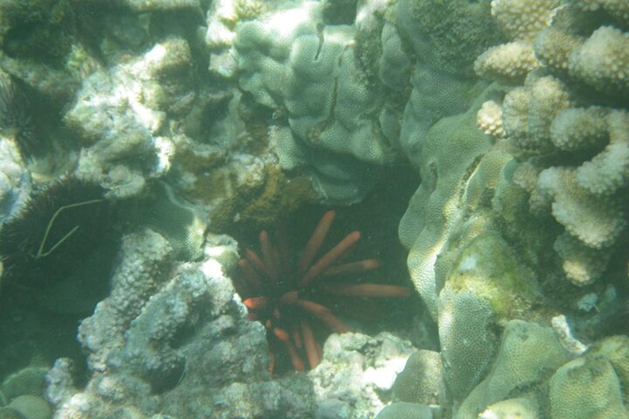 Kailua-Kona Ocean Kayak and Snorkel Tour 4 hr - Image 6
