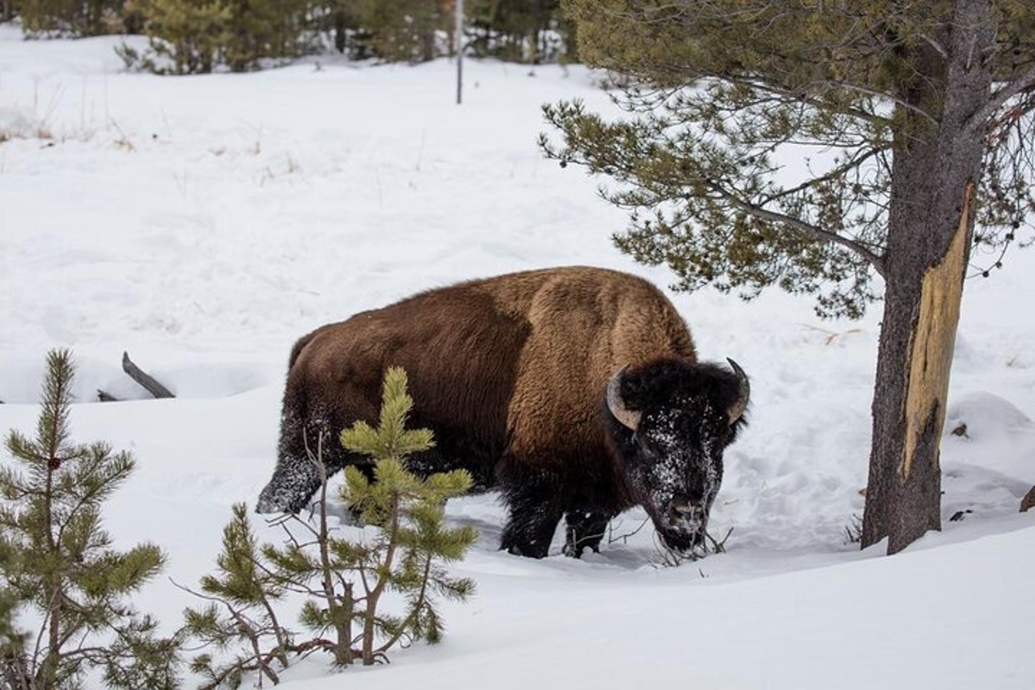 Jackson Grand Teton Tour & Sleigh Ride - Image 6