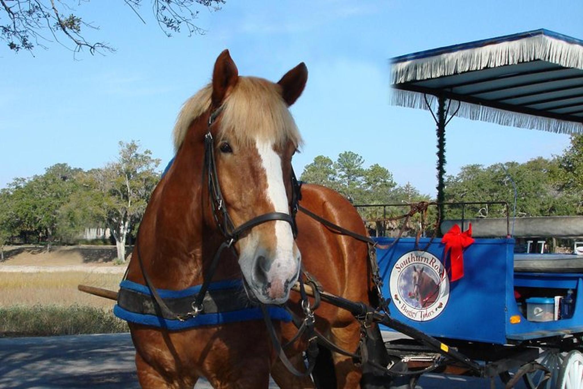 Beaufort Horse Drawn Carriage Tour - Image 6