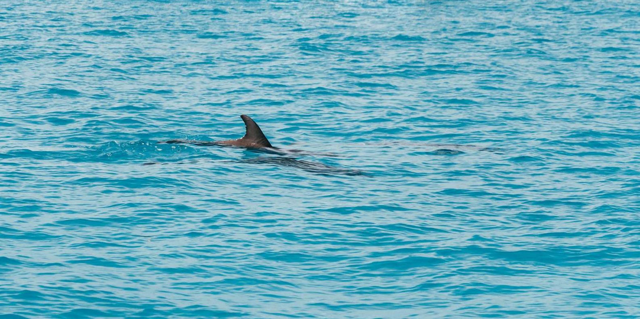 Key West Dolphin Watching and Snorkeling Eco Cruise - Image 6