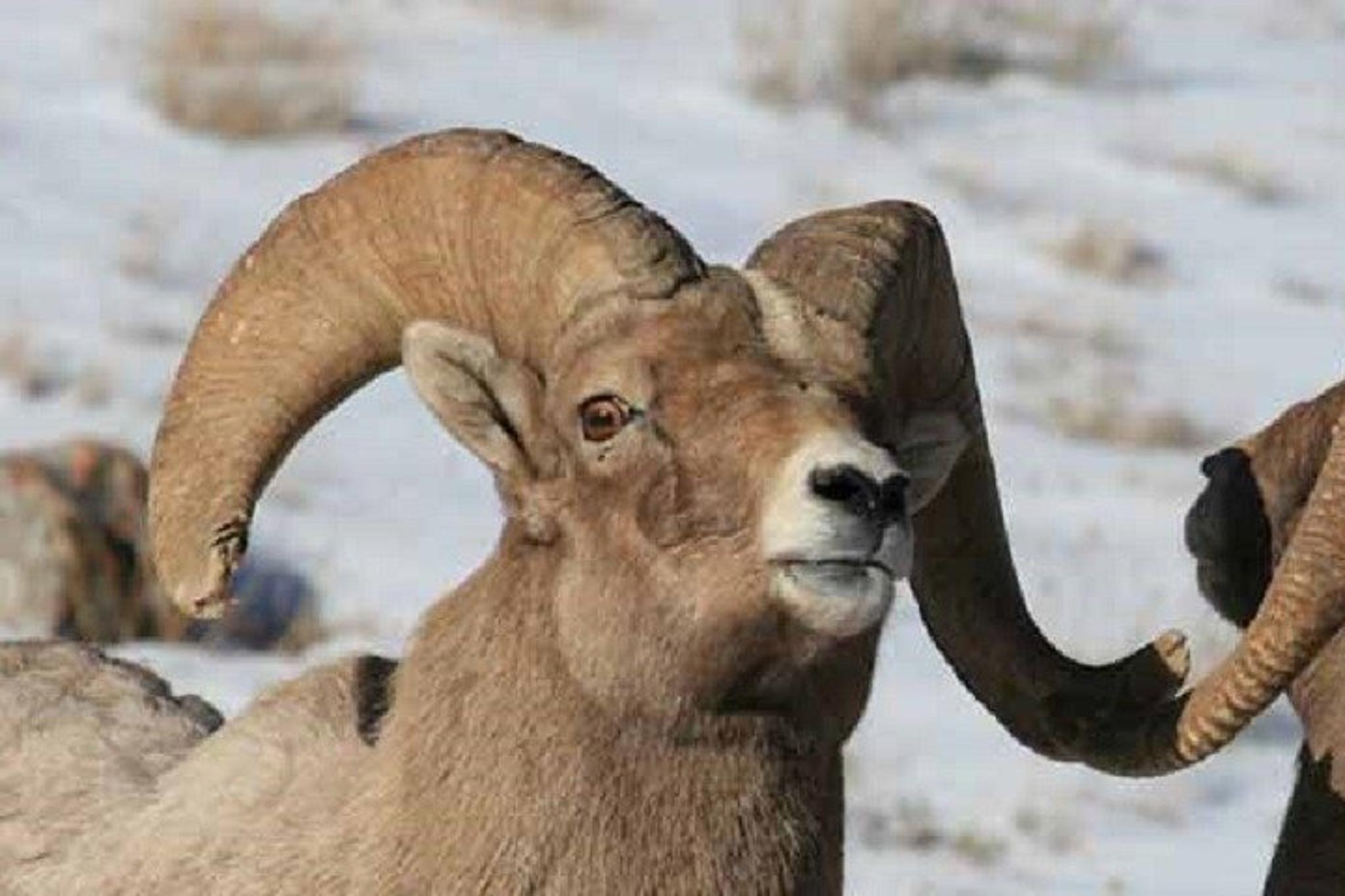 Jackson Hole Wildlife Tour in Grand Teton - 4 hr - Image 2