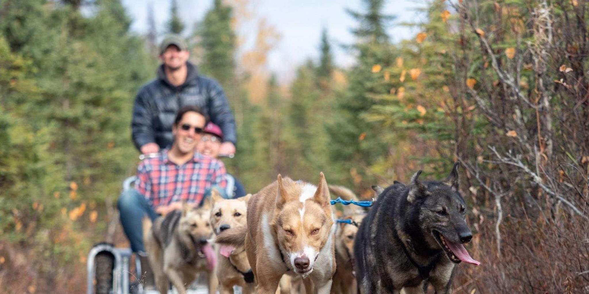 Anchorage Dog Sled Ride in Willow - Image 5