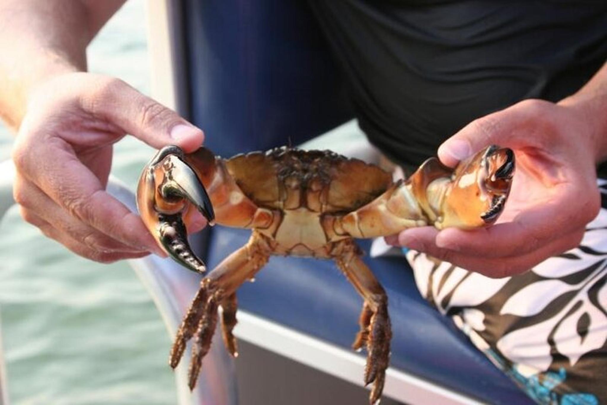 Panama City Dolphin and Snorkeling Tour - Image 3