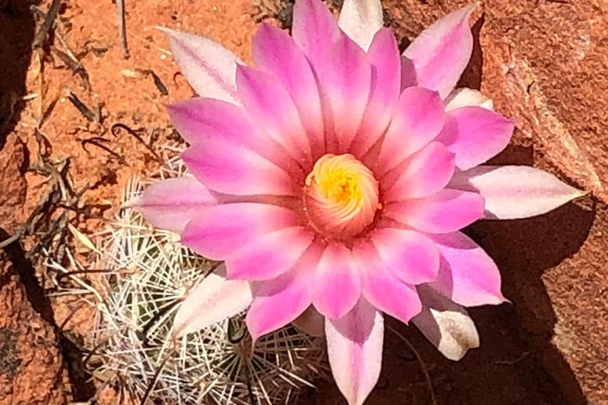 Valley of Fire Hiking and Sightseeing Adventure - Image 3