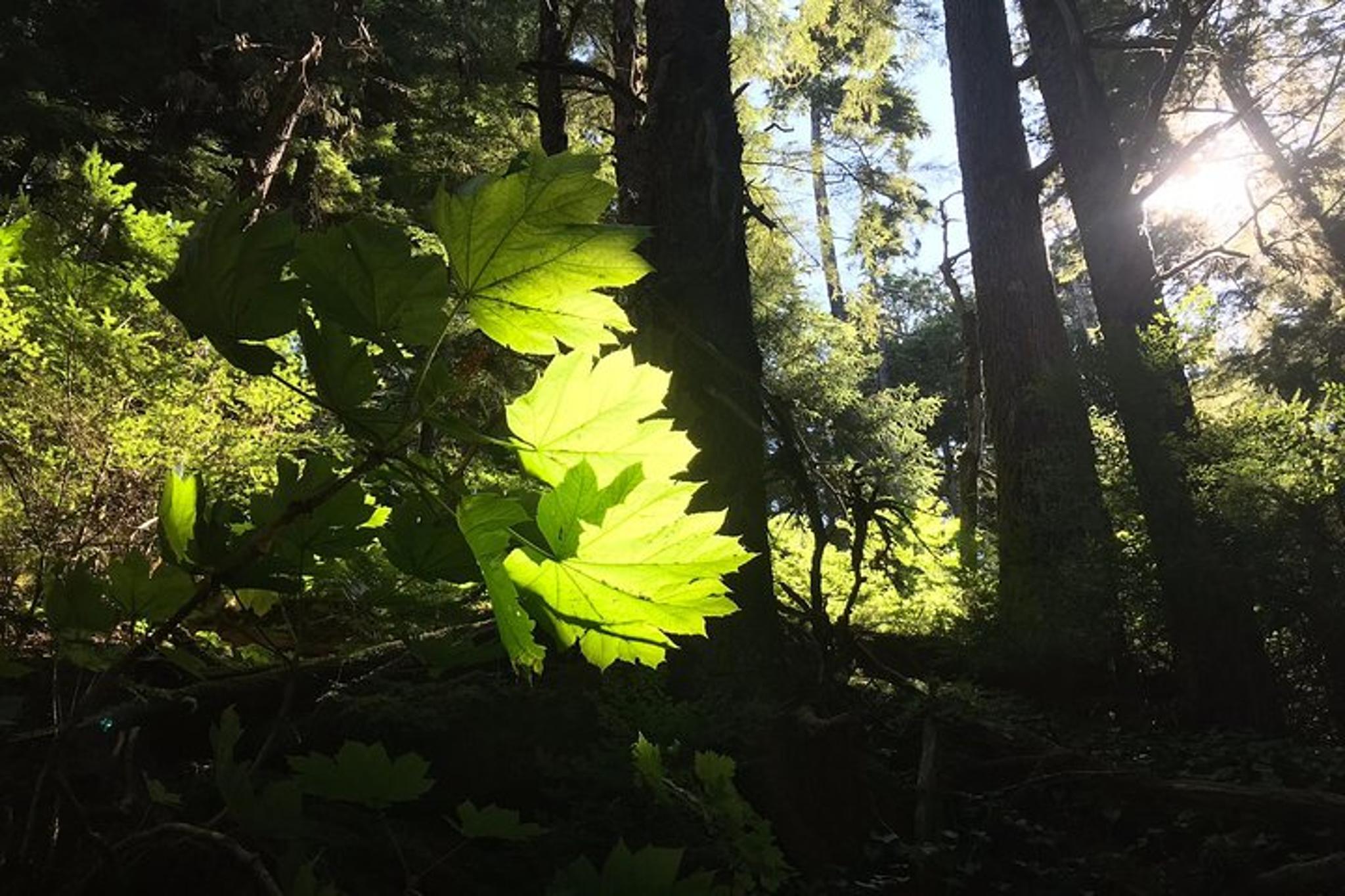 Juneau Rainforest & Waterfalls Trek - Image 3