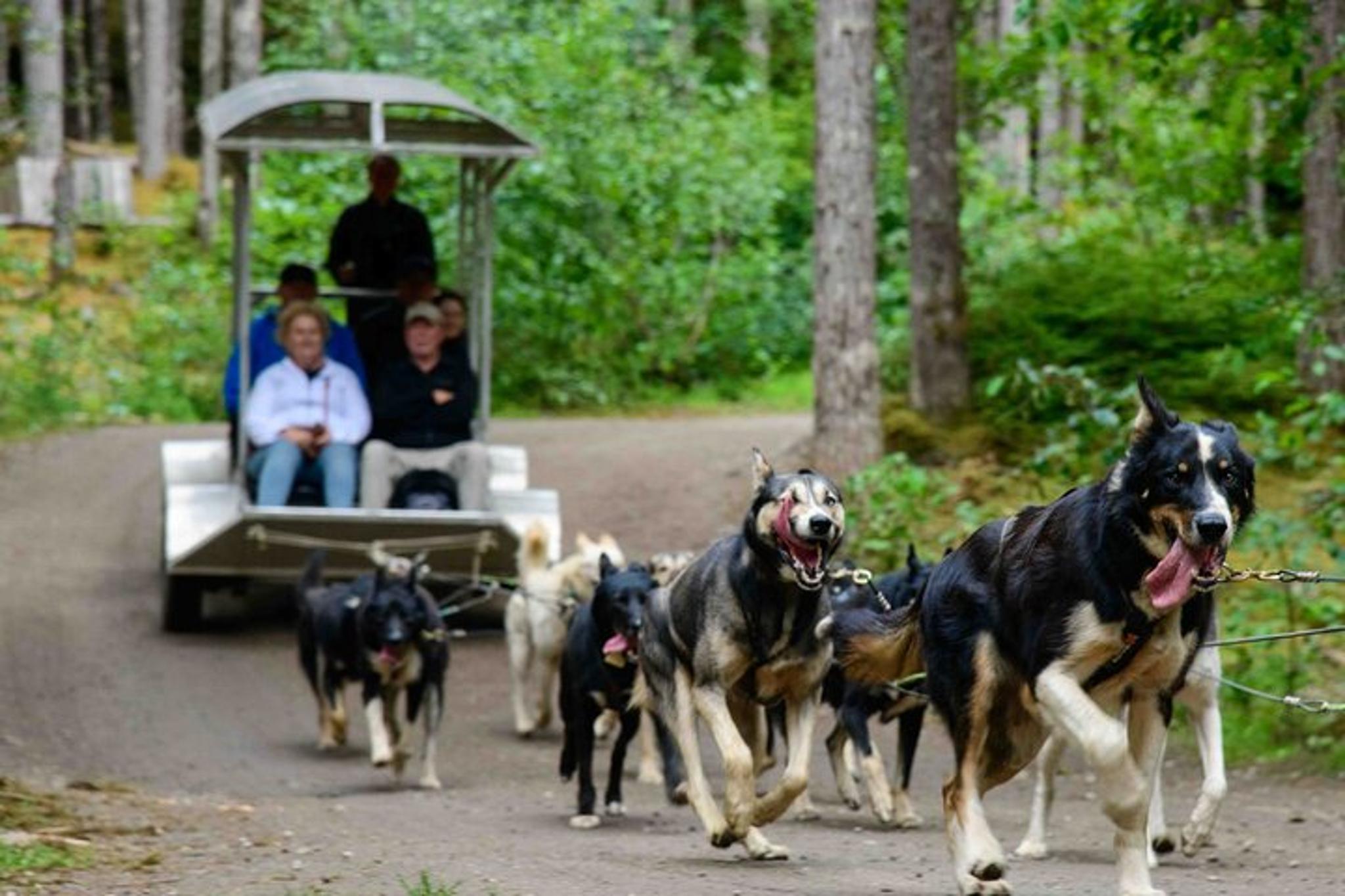 Skagway Sled Dog Adventure - Image 1