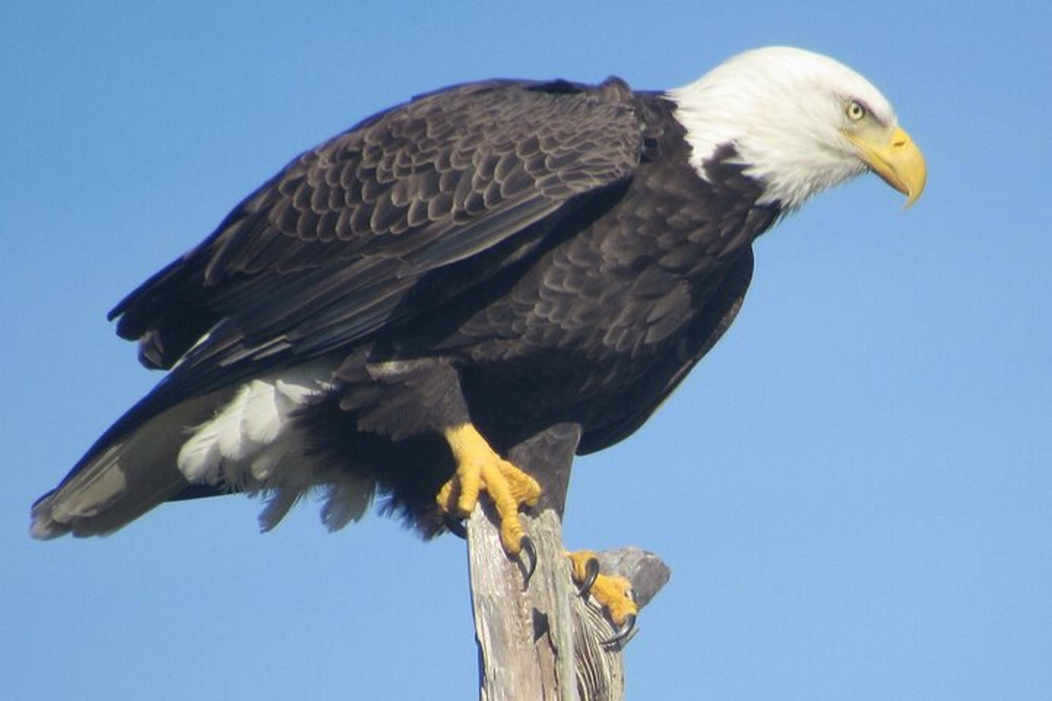 Florida Boat and Dolphin Watching Tour 2 hr - Image 6