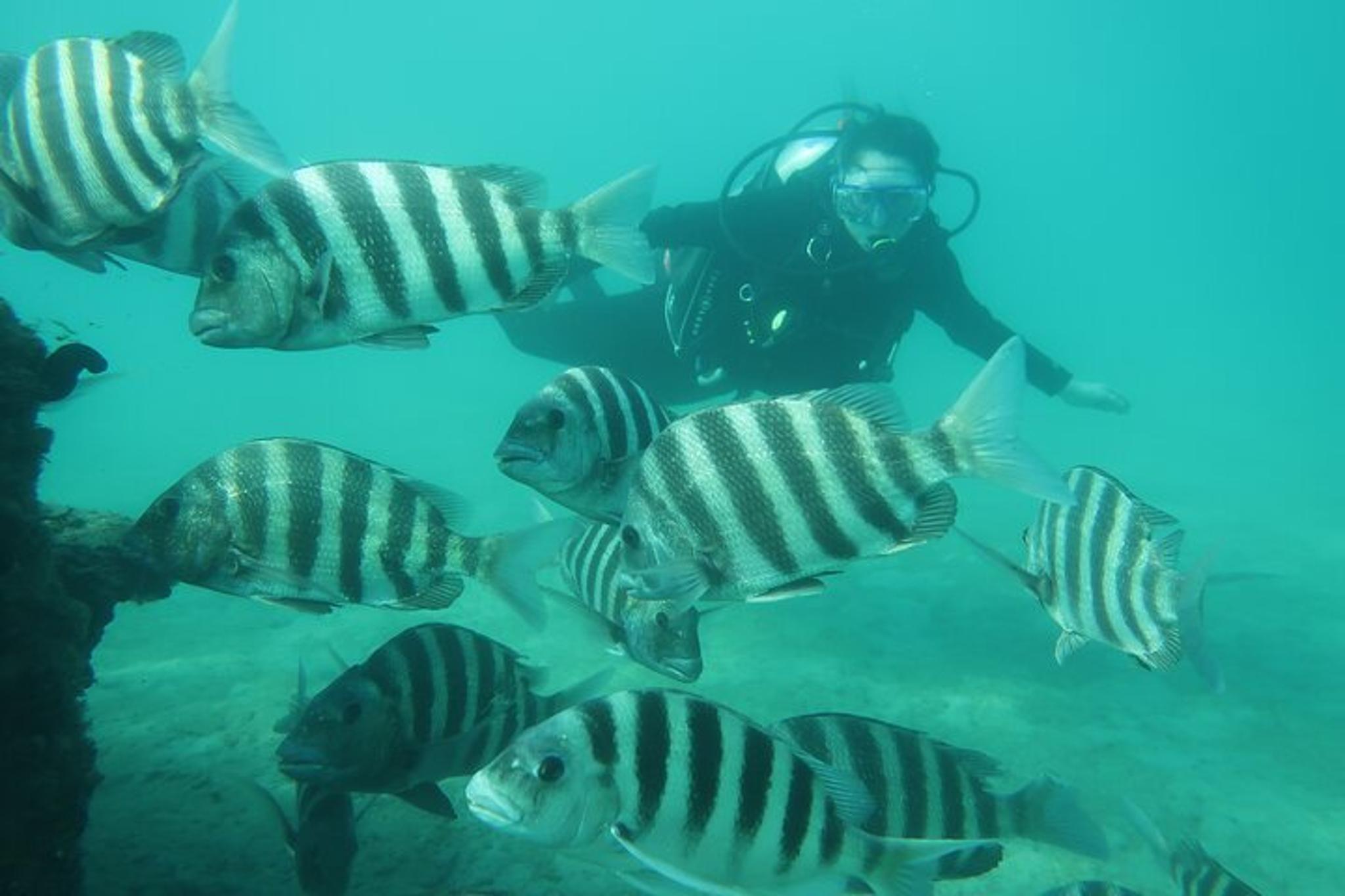 Phil Foster Park Scuba Diving Excursion - Image 4