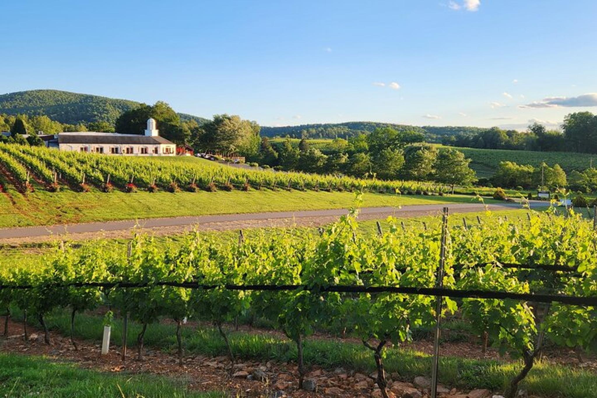 Wine and Culinary Tour in Napa Valley - Image 3